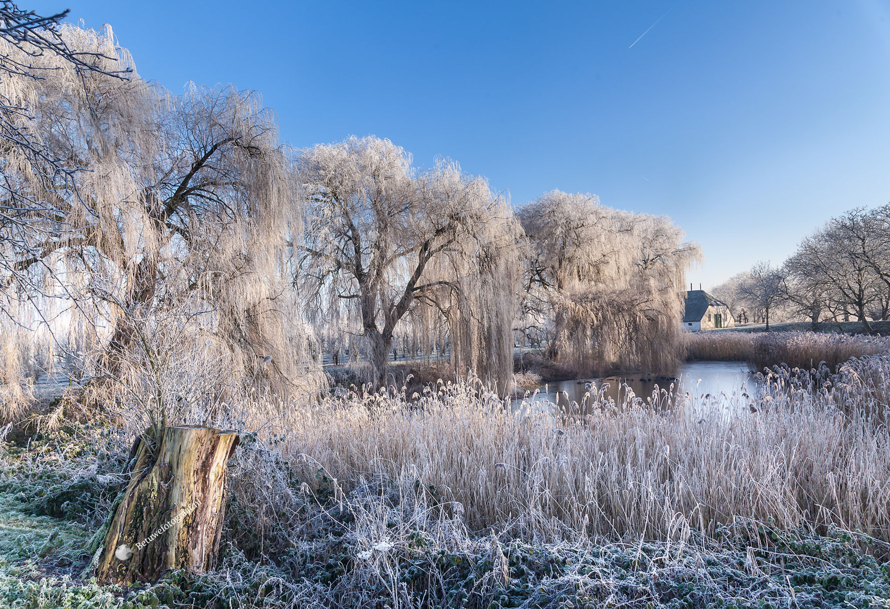 Canon EOS 5D Mark II + Sigma 24-105mm f/4 DG OS HSM | A sample photo. Frosty trees....... photography