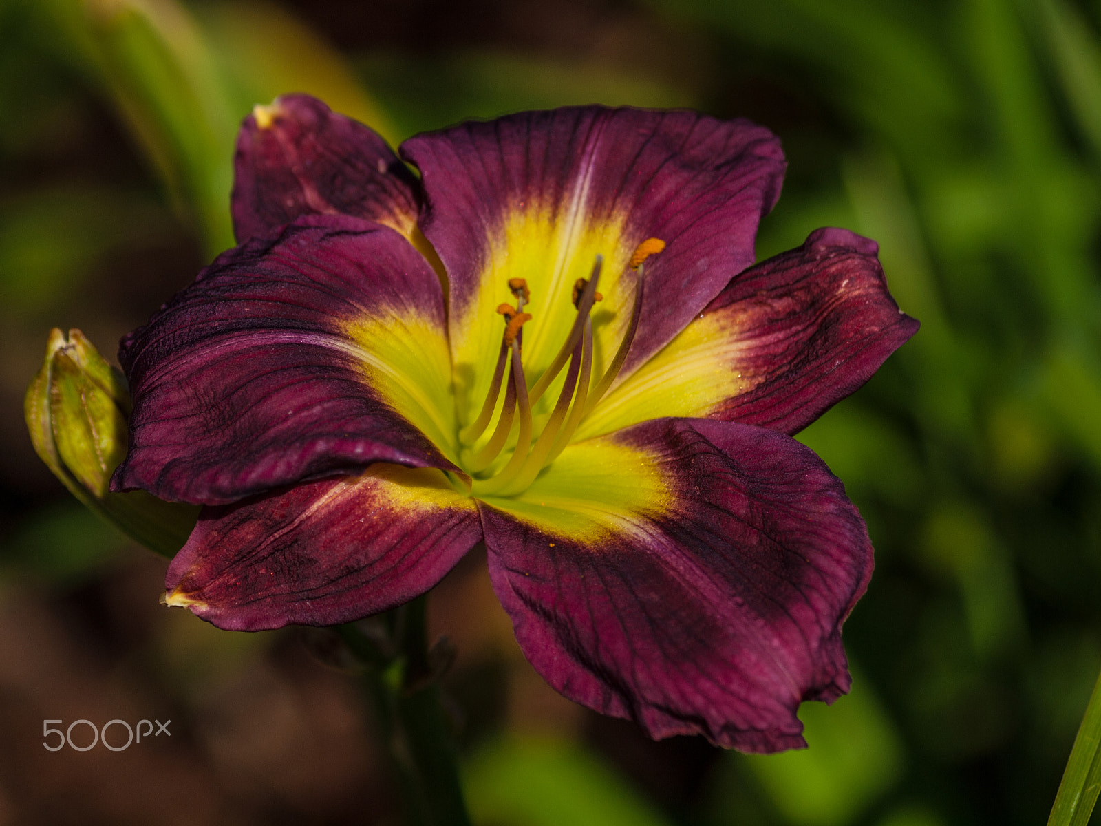 Olympus Zuiko Digital ED 70-300mm F4.0-5.6 sample photo. 4 seed glory photography