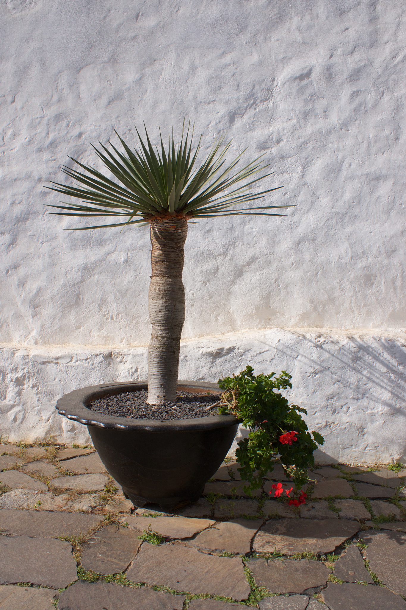 Sony Alpha DSLR-A700 sample photo. Palm in the sun photography