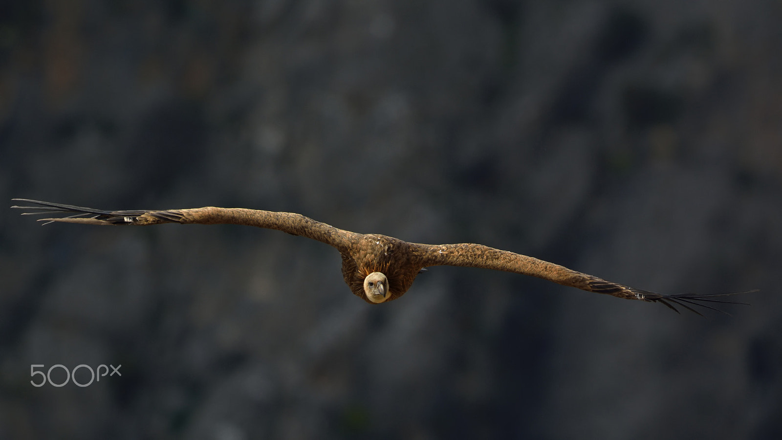 Nikon D7100 + Nikon AF-S Nikkor 500mm F4G ED VR sample photo. Griffon vulture photography