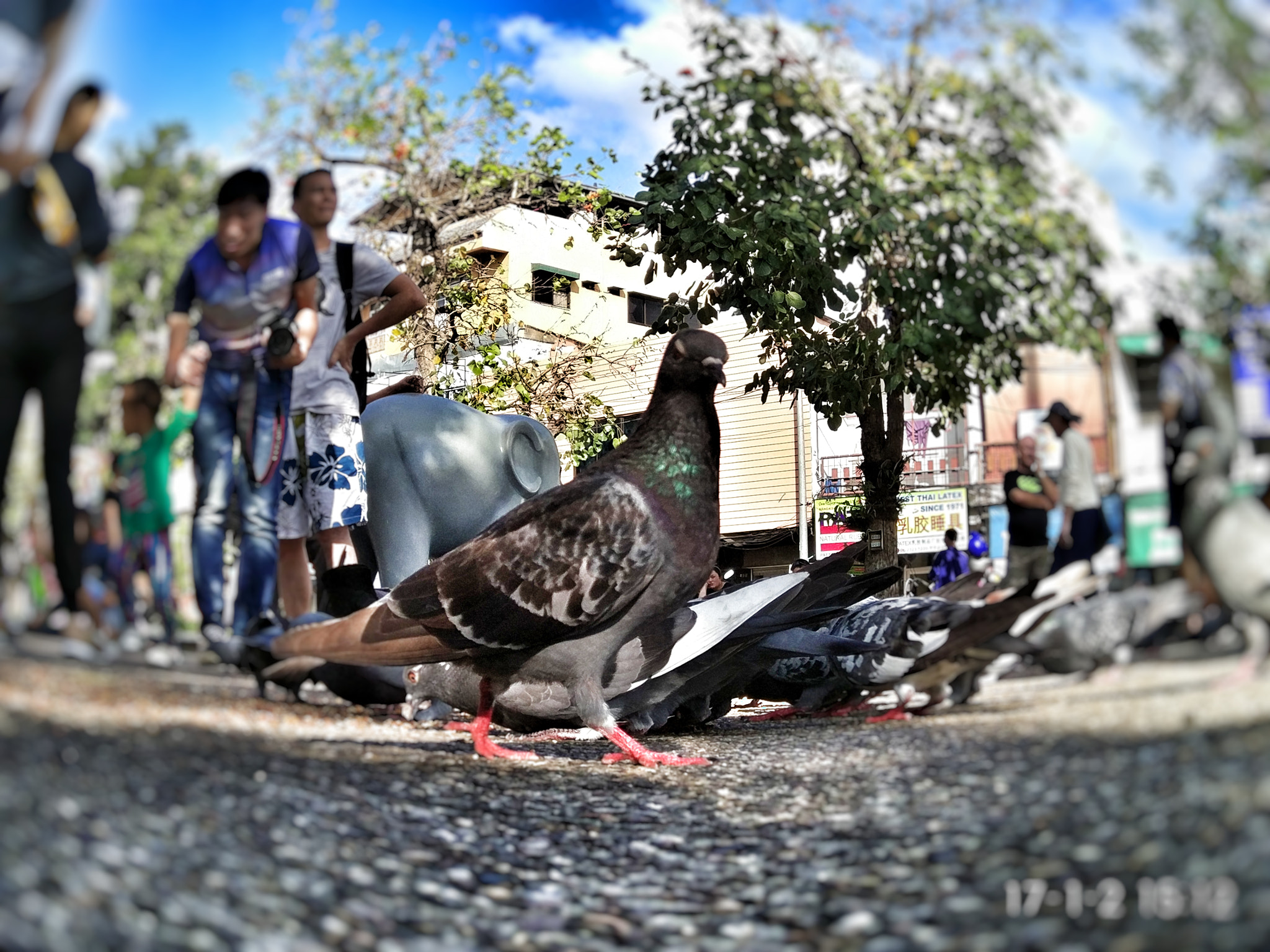 Xiaomi MIX sample photo. Pigeon of chiang mai photography