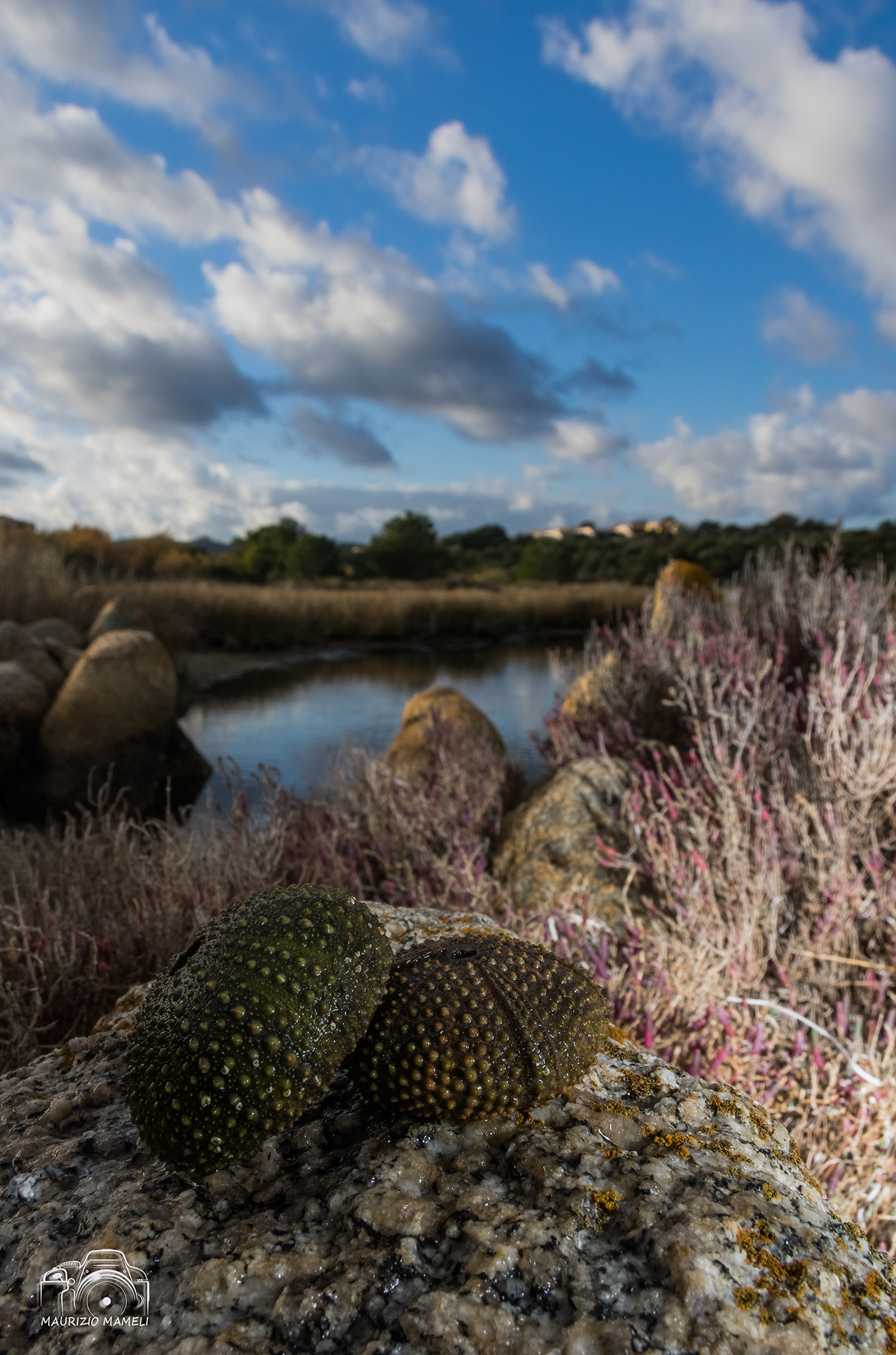 Sigma 17-50mm F2.8 EX DC HSM sample photo. Sea urchins photography