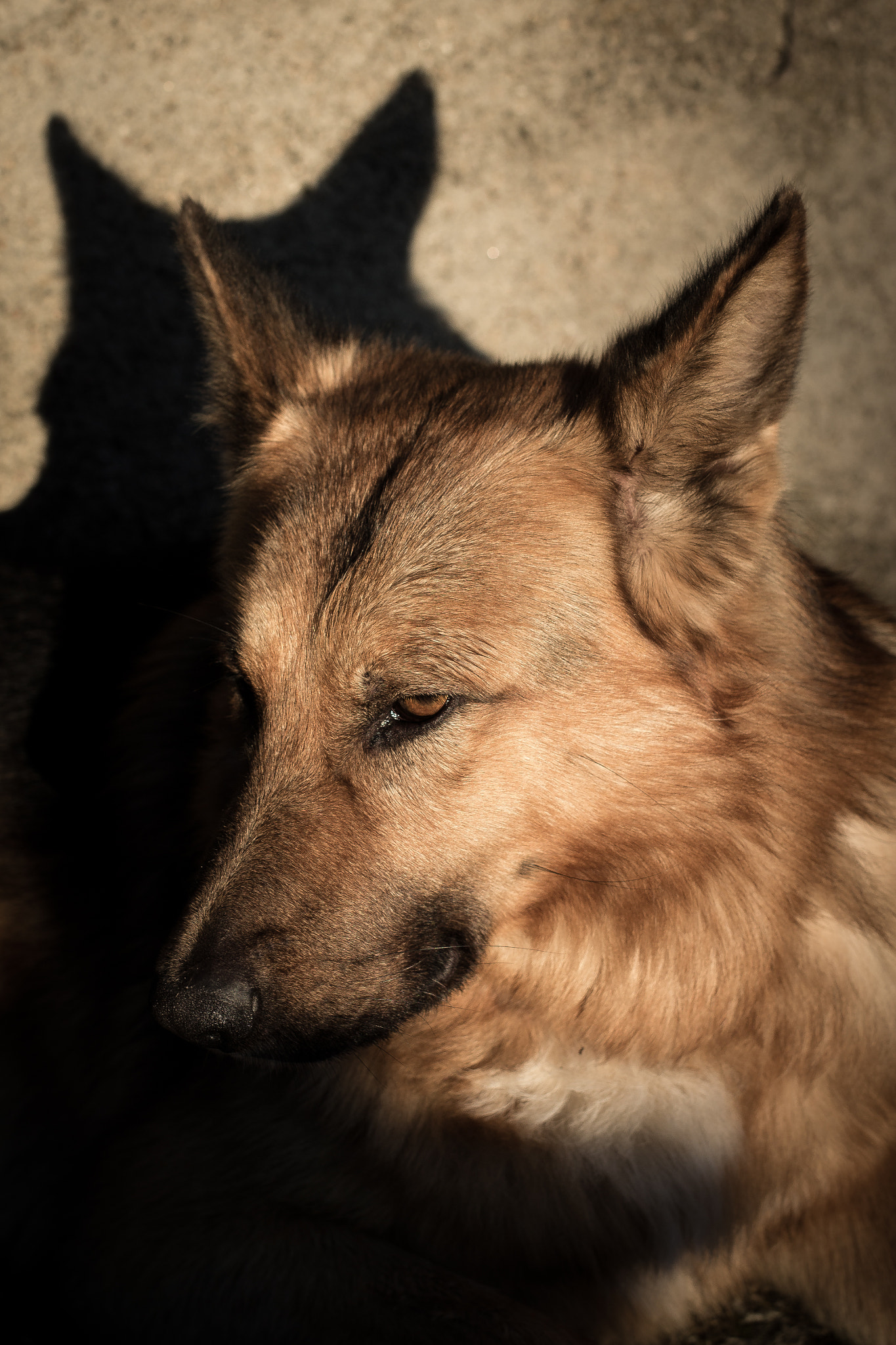 Sigma 50mm F1.4 EX DG HSM sample photo. Mister photography