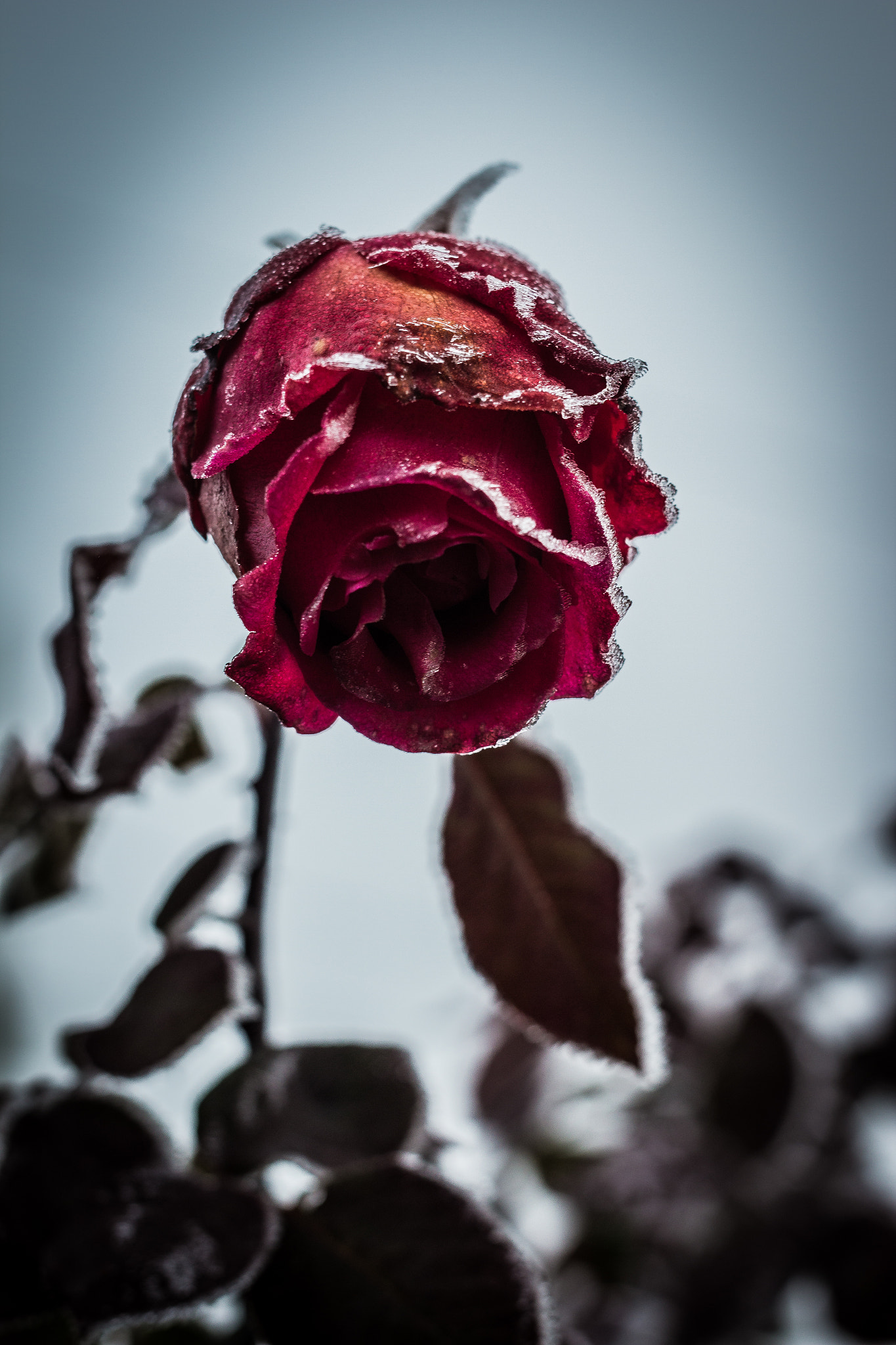 Sigma 50mm F1.4 EX DG HSM sample photo. Rosa helada photography