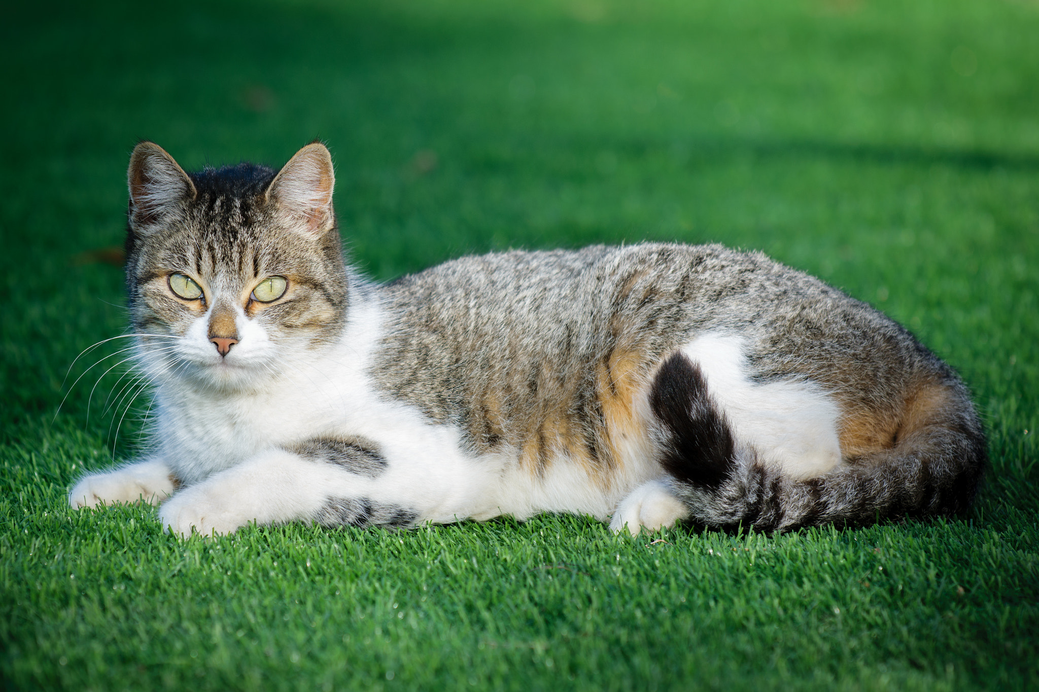 Nikon AF-S Nikkor 70-200mm F4G ED VR sample photo. Take me a picture, human! photography