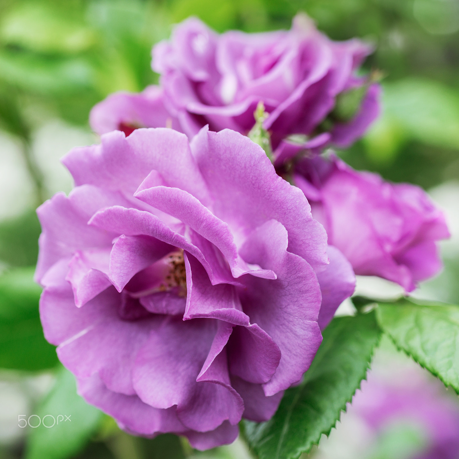 Nikon D800 + Nikon AF Micro-Nikkor 60mm F2.8D sample photo. Rose photography