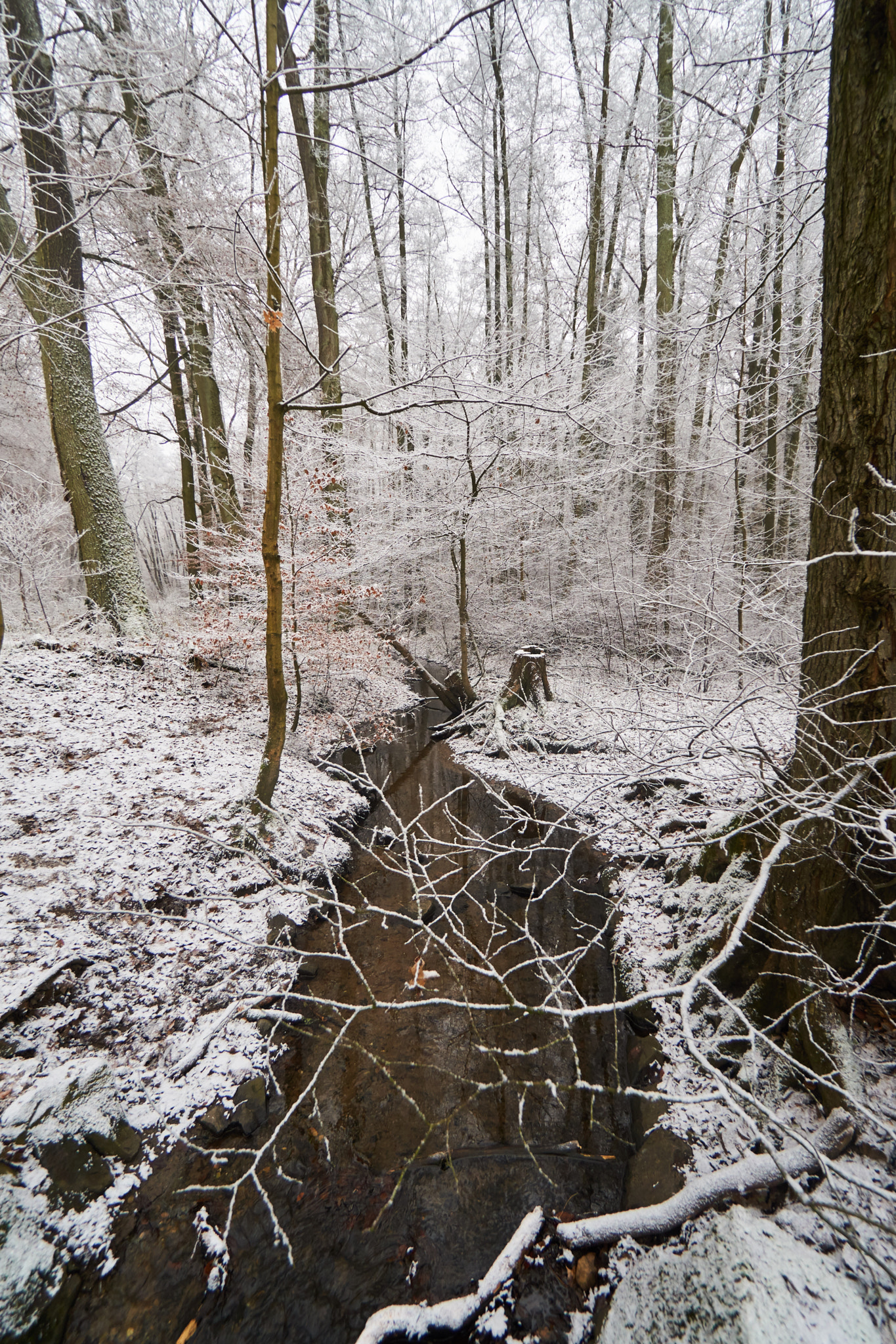 Sony E 10-18mm F4 OSS sample photo. Winter morning photography