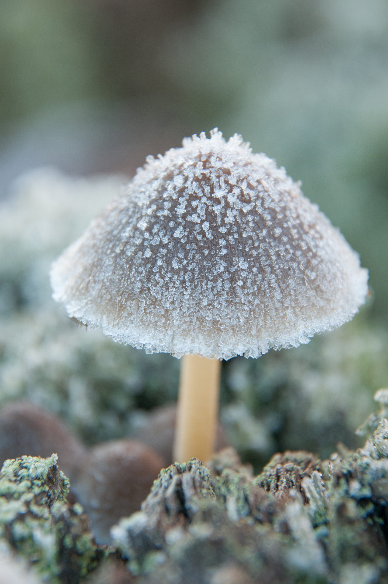 Nikon D300 sample photo. Champignon glacé photography