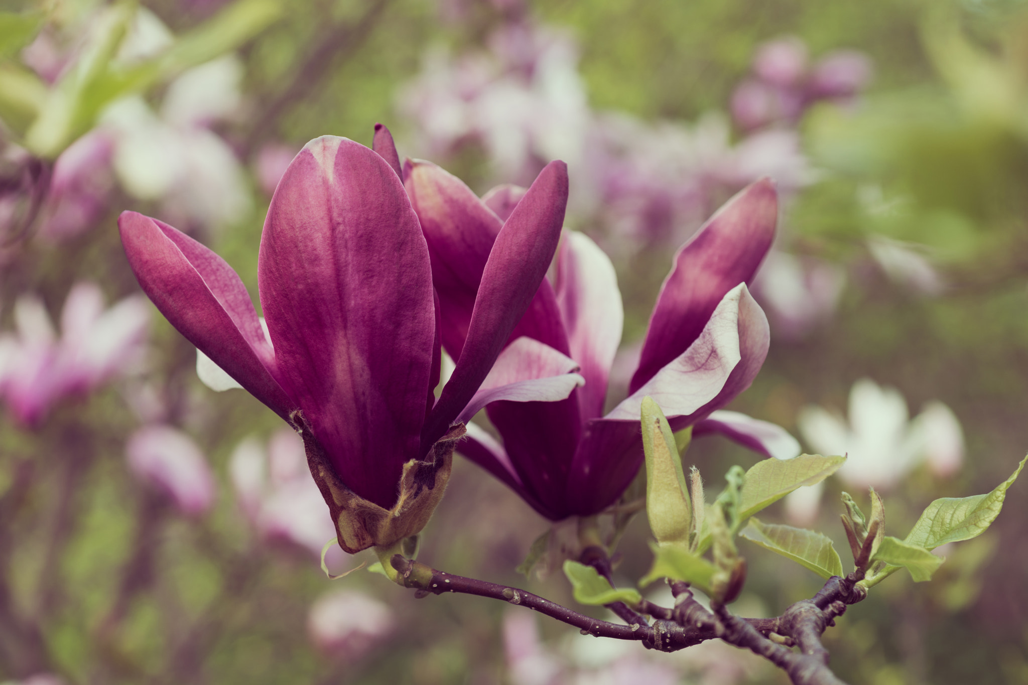 Nikon D800 + Nikon AF Micro-Nikkor 60mm F2.8D sample photo. Magnolia flowers photography