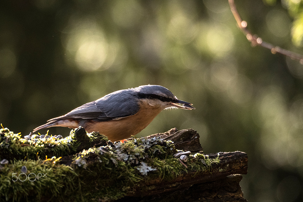 Olympus OM-D E-M5 II sample photo. Nuthatch photography