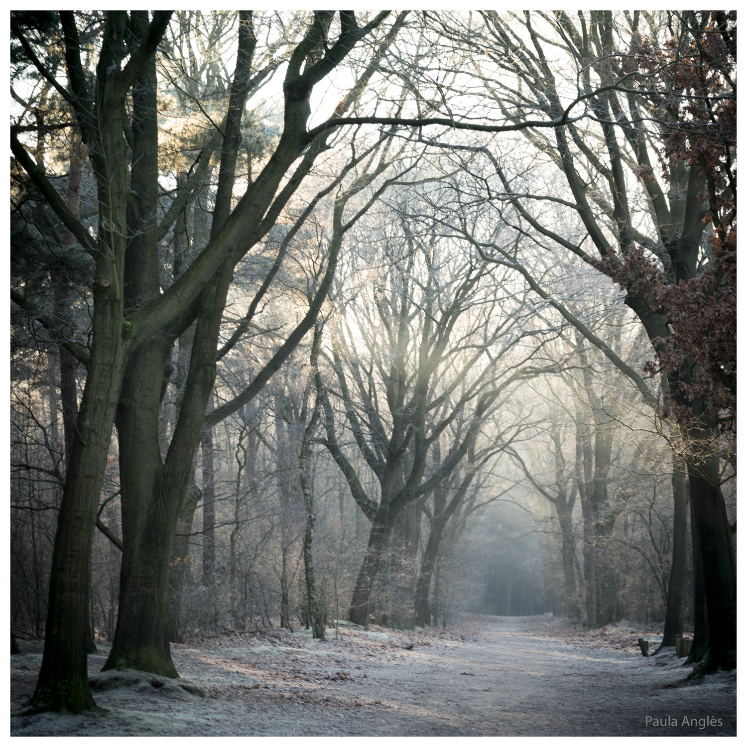 Sony a99 II + Tamron SP 70-200mm F2.8 Di VC USD sample photo. Winter forest photography