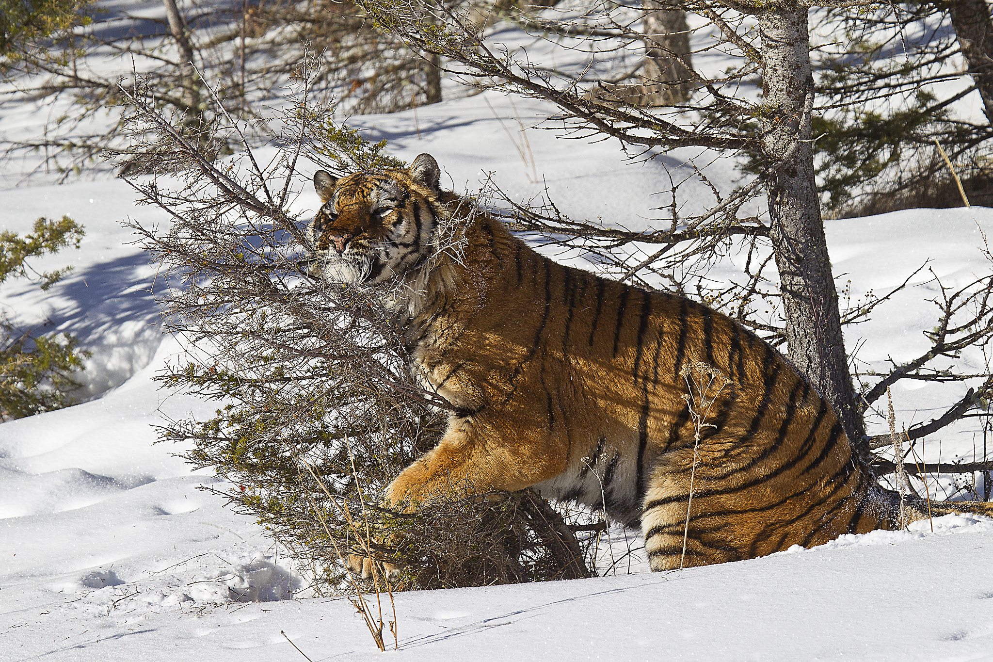 Canon EOS-1D Mark IV sample photo. Siberian tiger photography
