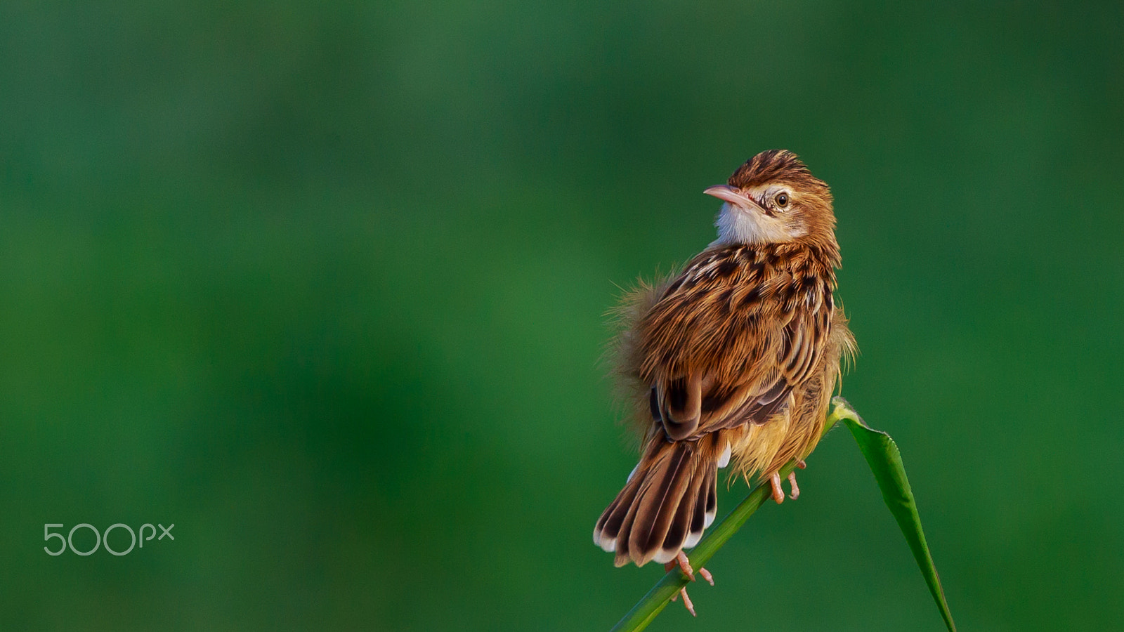 Sigma 150-600mm F5-6.3 DG OS HSM | C sample photo. Looking over my shoulder……. photography