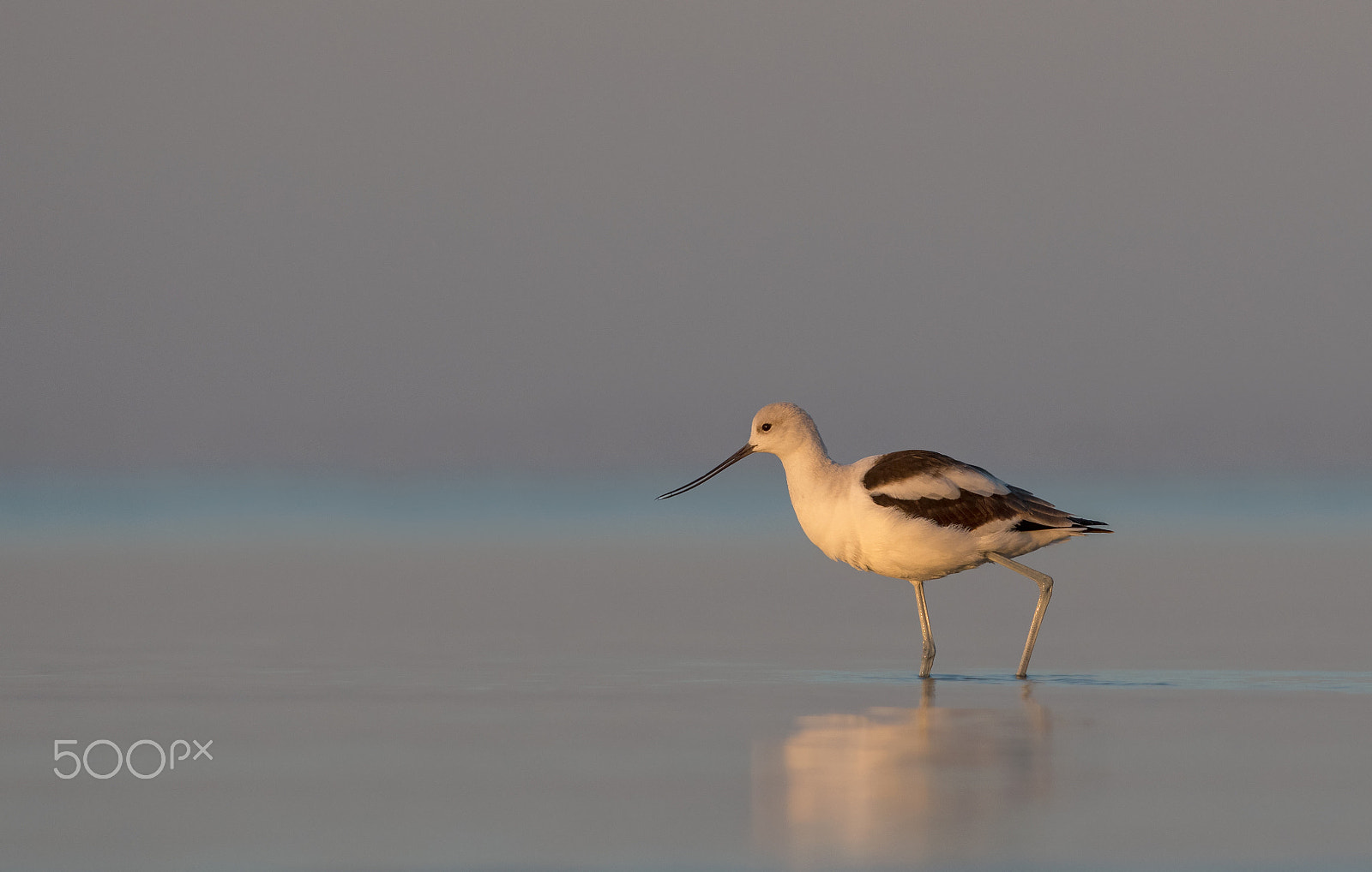 Nikon D500 + Nikon AF-S Nikkor 300mm F4D ED-IF sample photo. American avocet photography