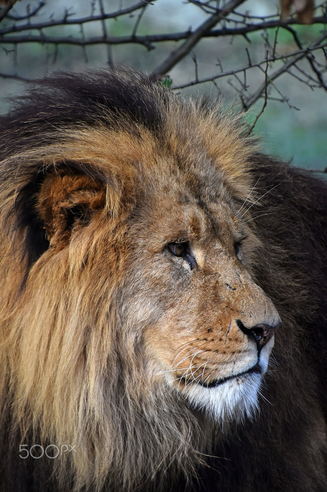 Nikon D5500 + Nikon AF-S DX Nikkor 18-300mm F3.5-6.3G ED VR sample photo. African lion male close up portrait photography