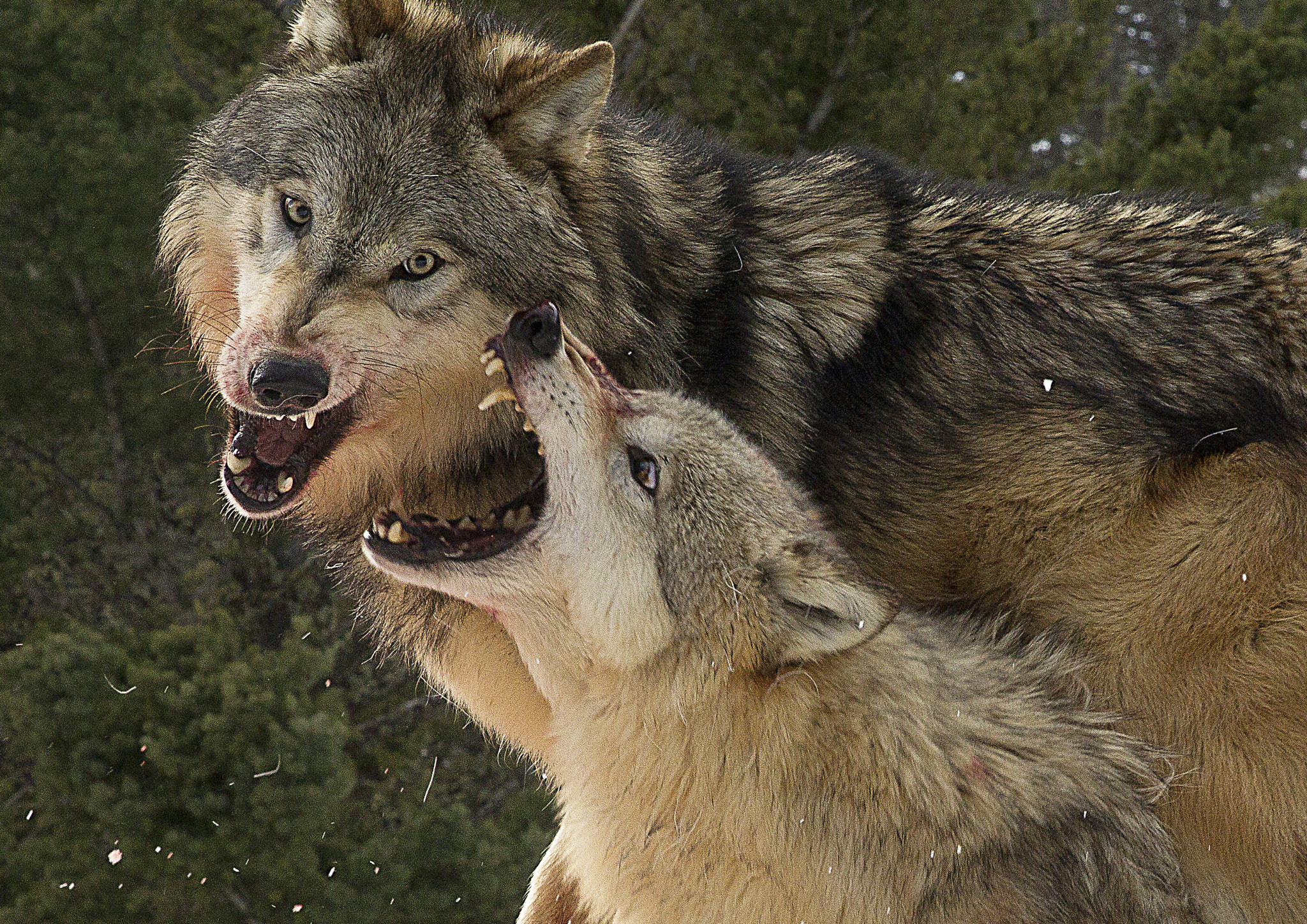Canon EOS-1D Mark IV + Canon EF 24-105mm F4L IS USM sample photo. Wolves fighting over lunch photography