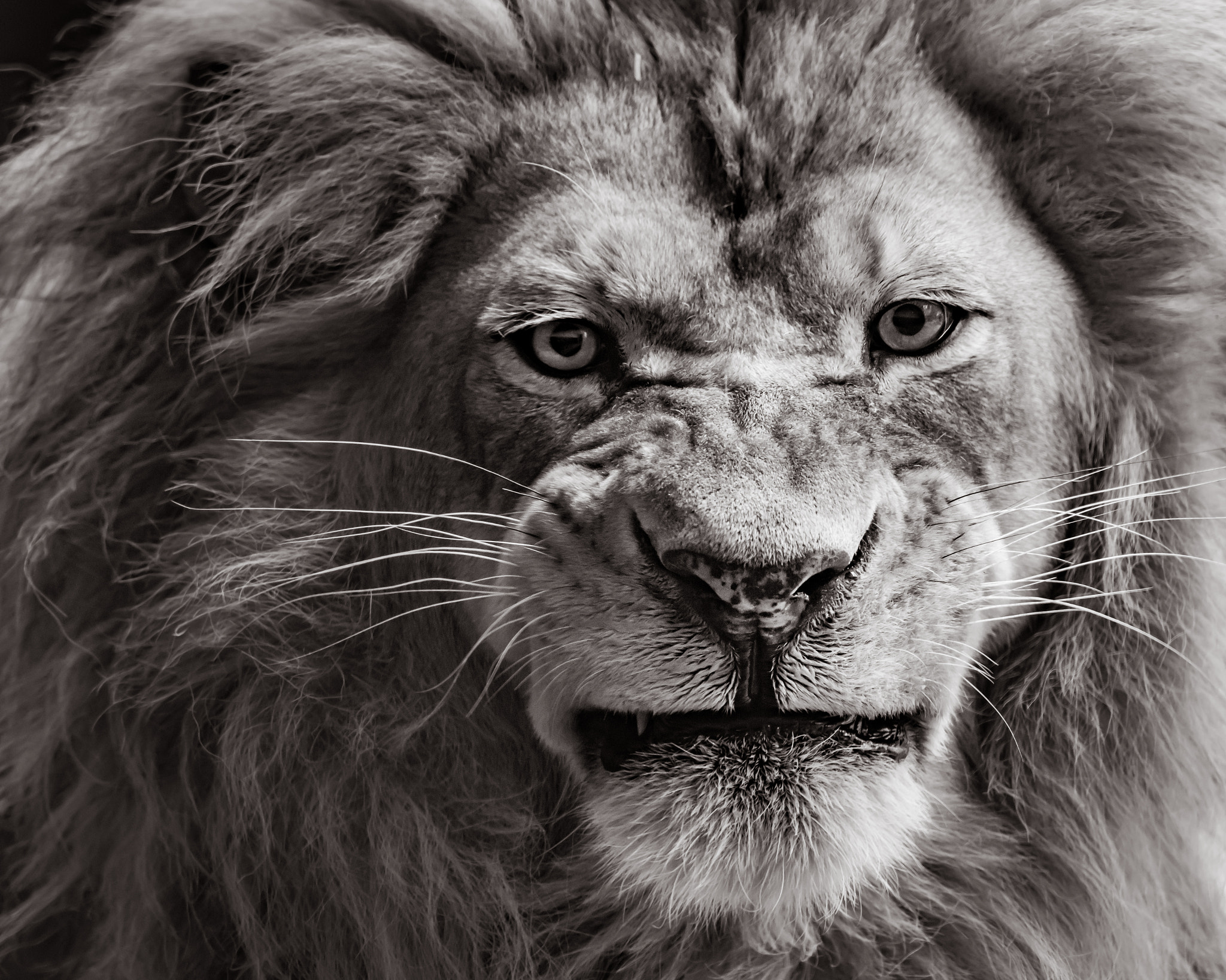 Nikon Nikkor AF-S 300mm F4E PF ED VR sample photo. African lion photography