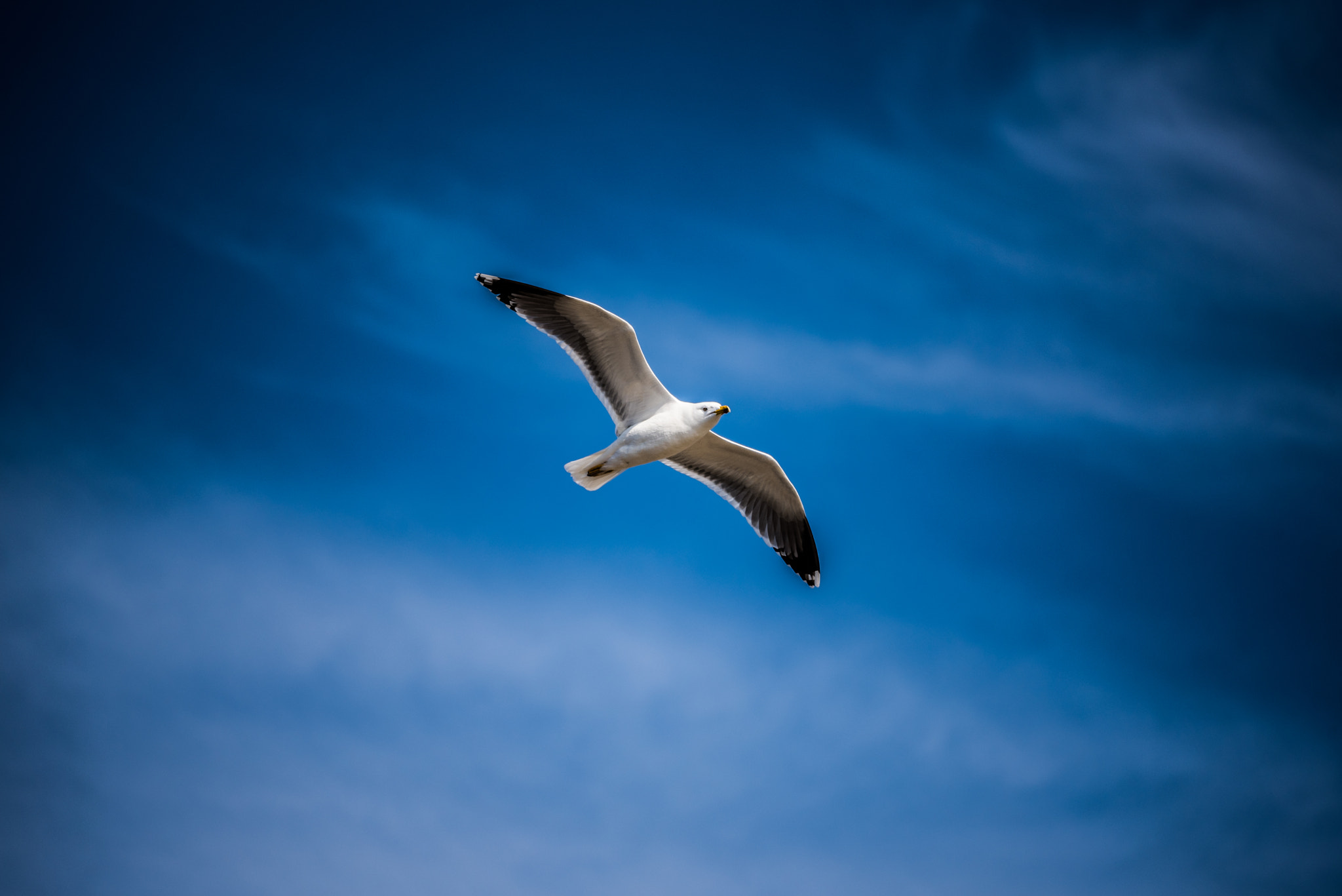 Sigma 70-300mm F4-5.6 APO DG Macro sample photo. Gaviota photography