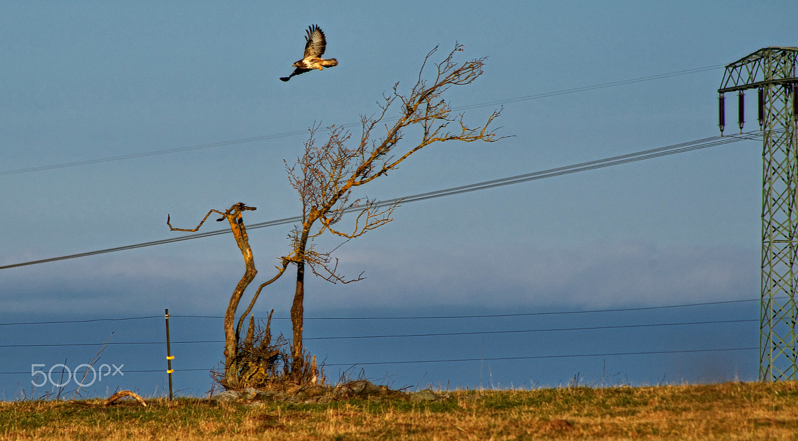 smc PENTAX-DA L 55-300mmF4-5.8ED sample photo. Start for hunting photography