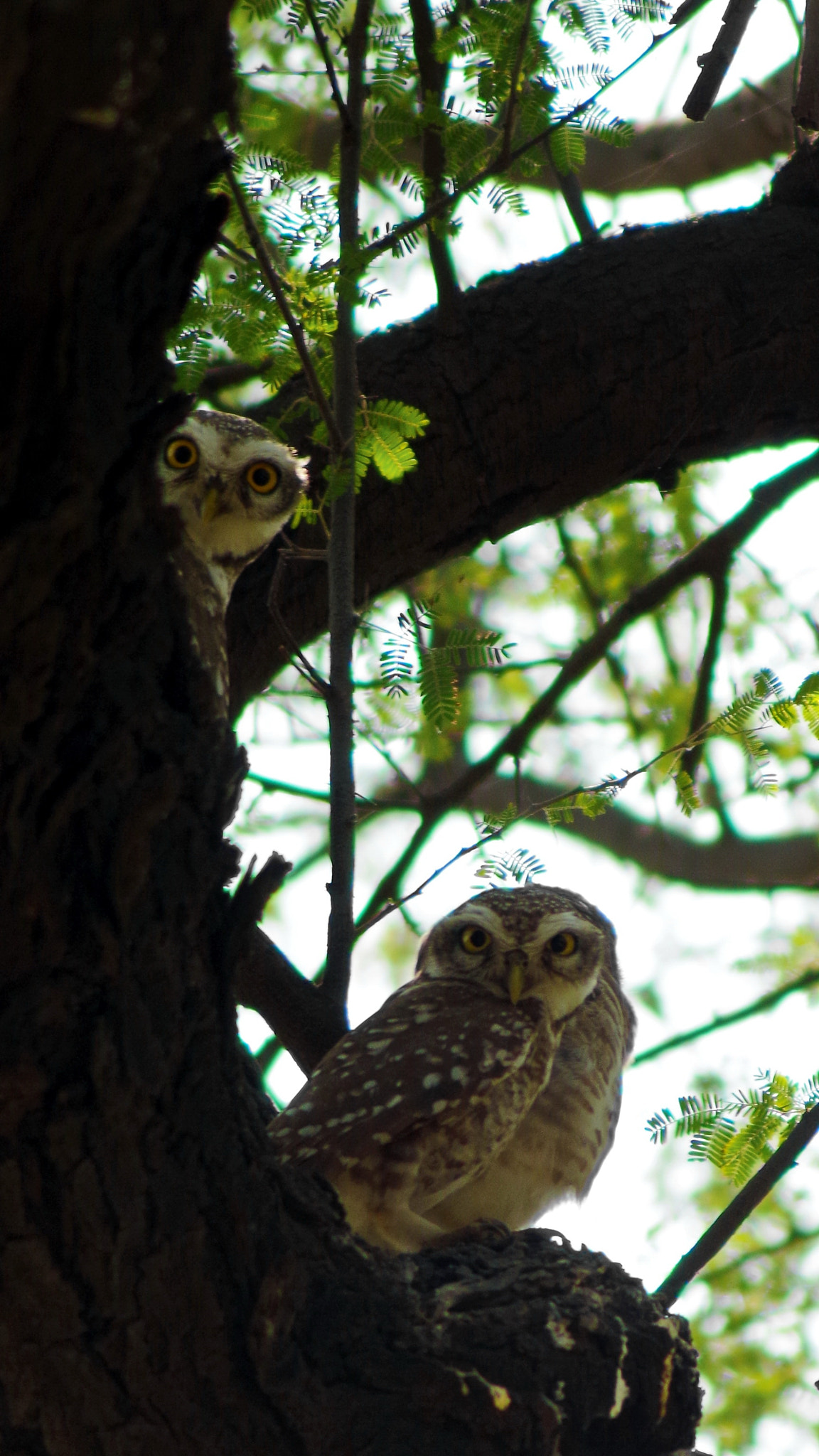 Tamron AF 70-300mm F4-5.6 LD Macro 1:2 sample photo. Owl photography