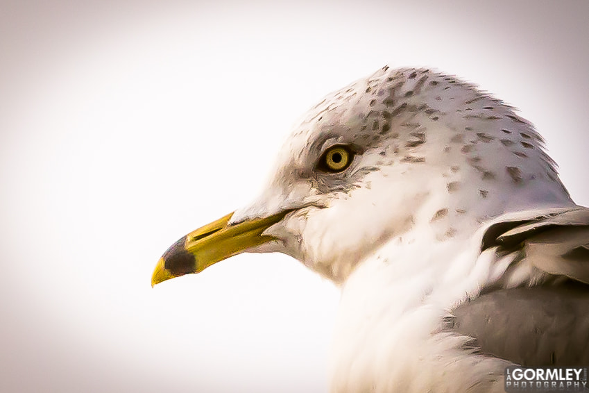 Canon EF 300mm F2.8L IS USM sample photo. Ring-billed gull (larus delawarensis) photography
