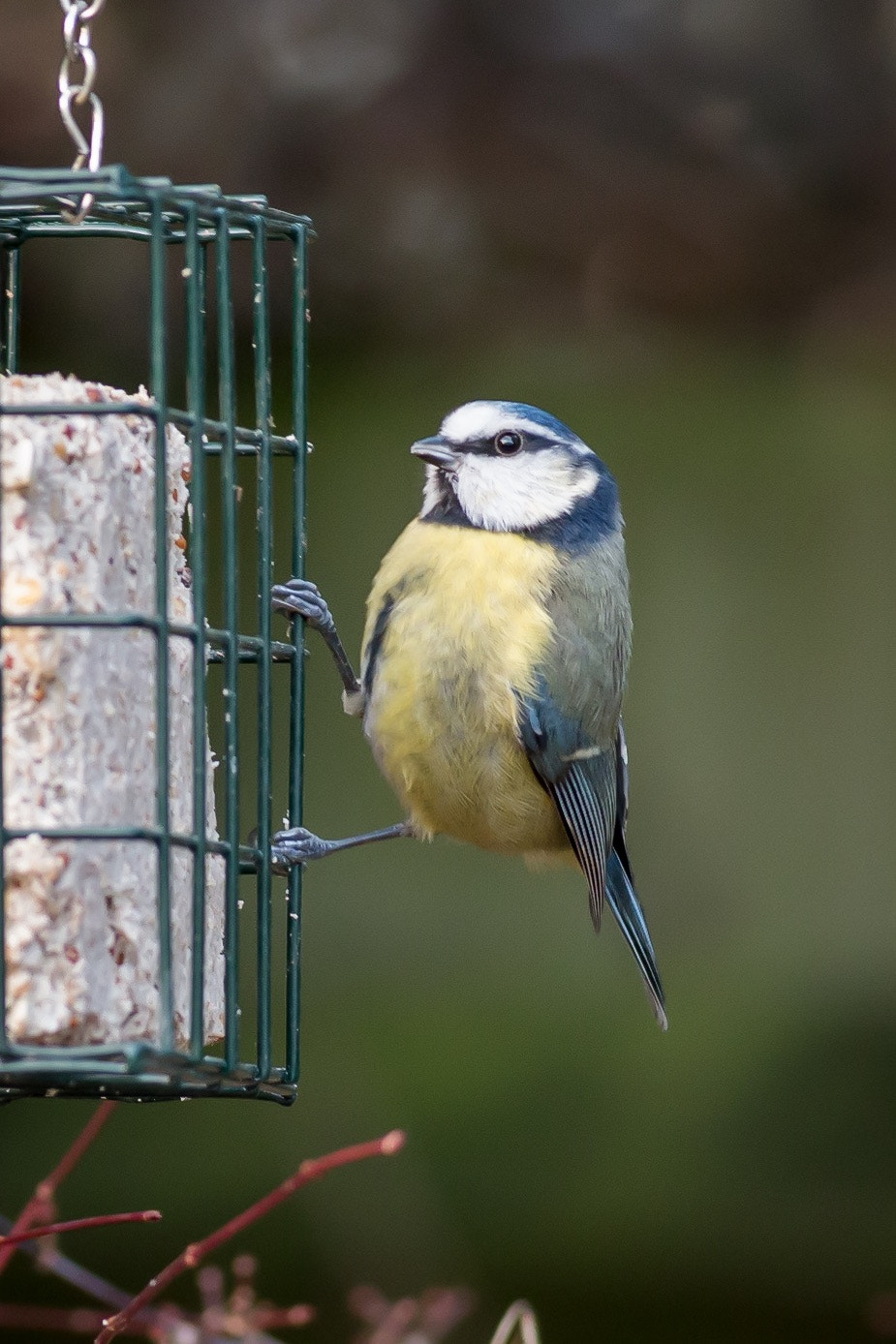 Canon EOS 70D + Canon EF 400mm F5.6L USM sample photo. Blue tit photography