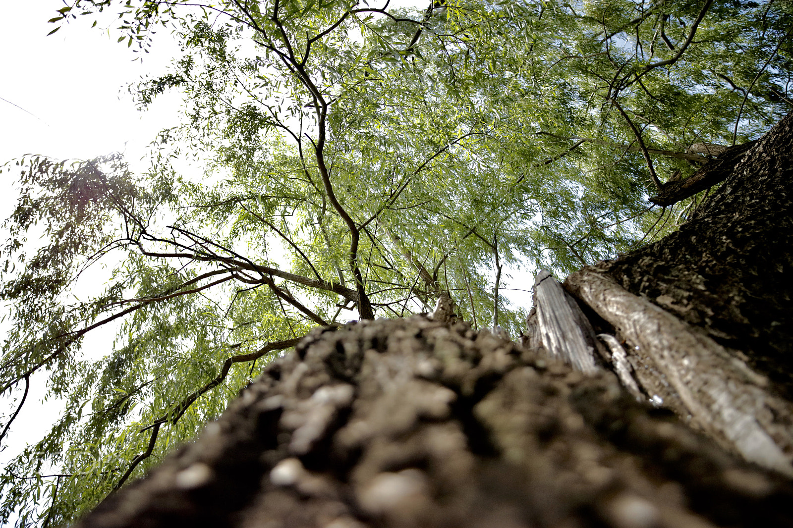 ZEISS Milvus 21mm F2.8 sample photo. Nature photography