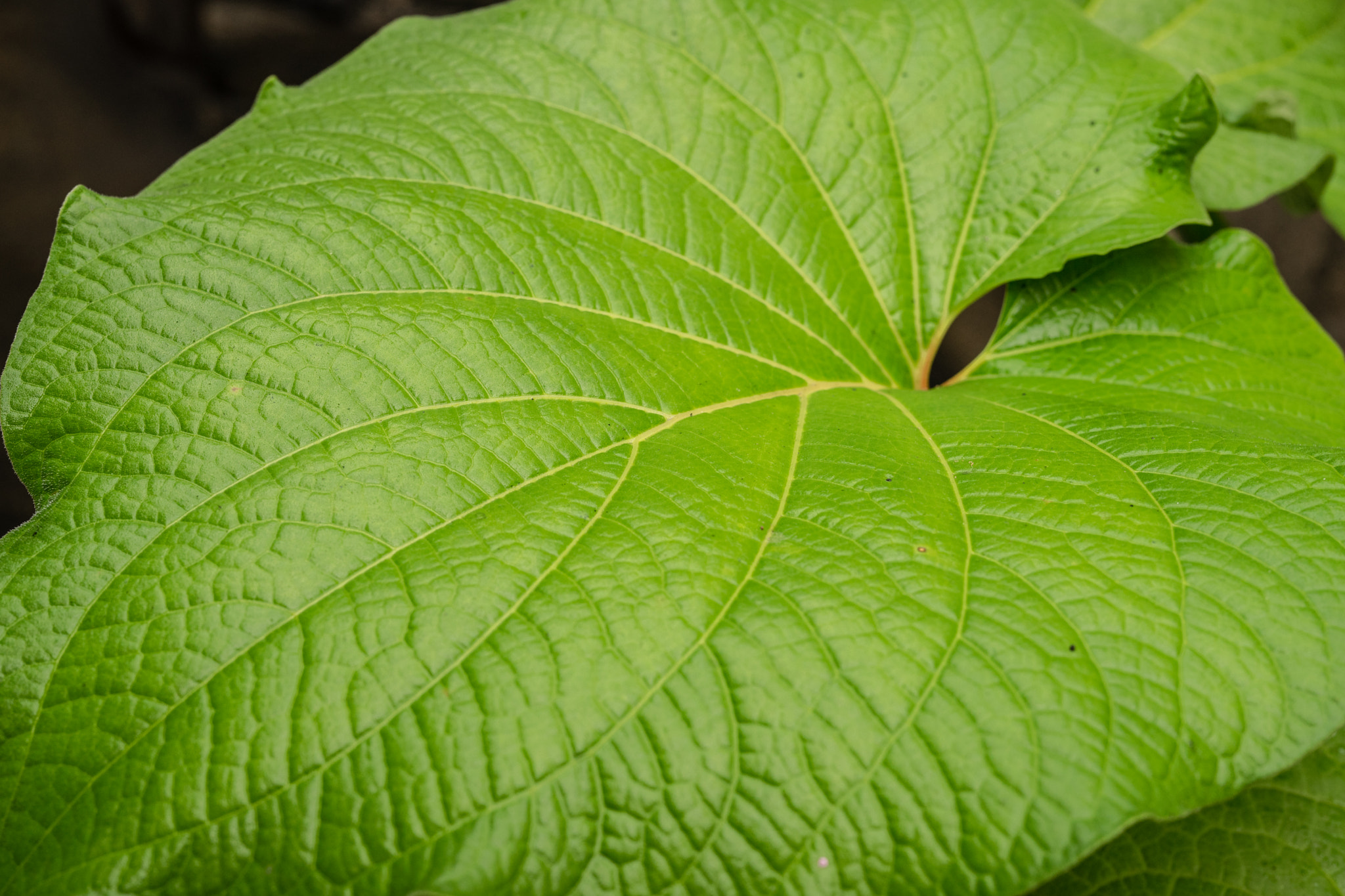 Canon 50mm F1.4 DG HSM | Art 014 sample photo. Deep green photography