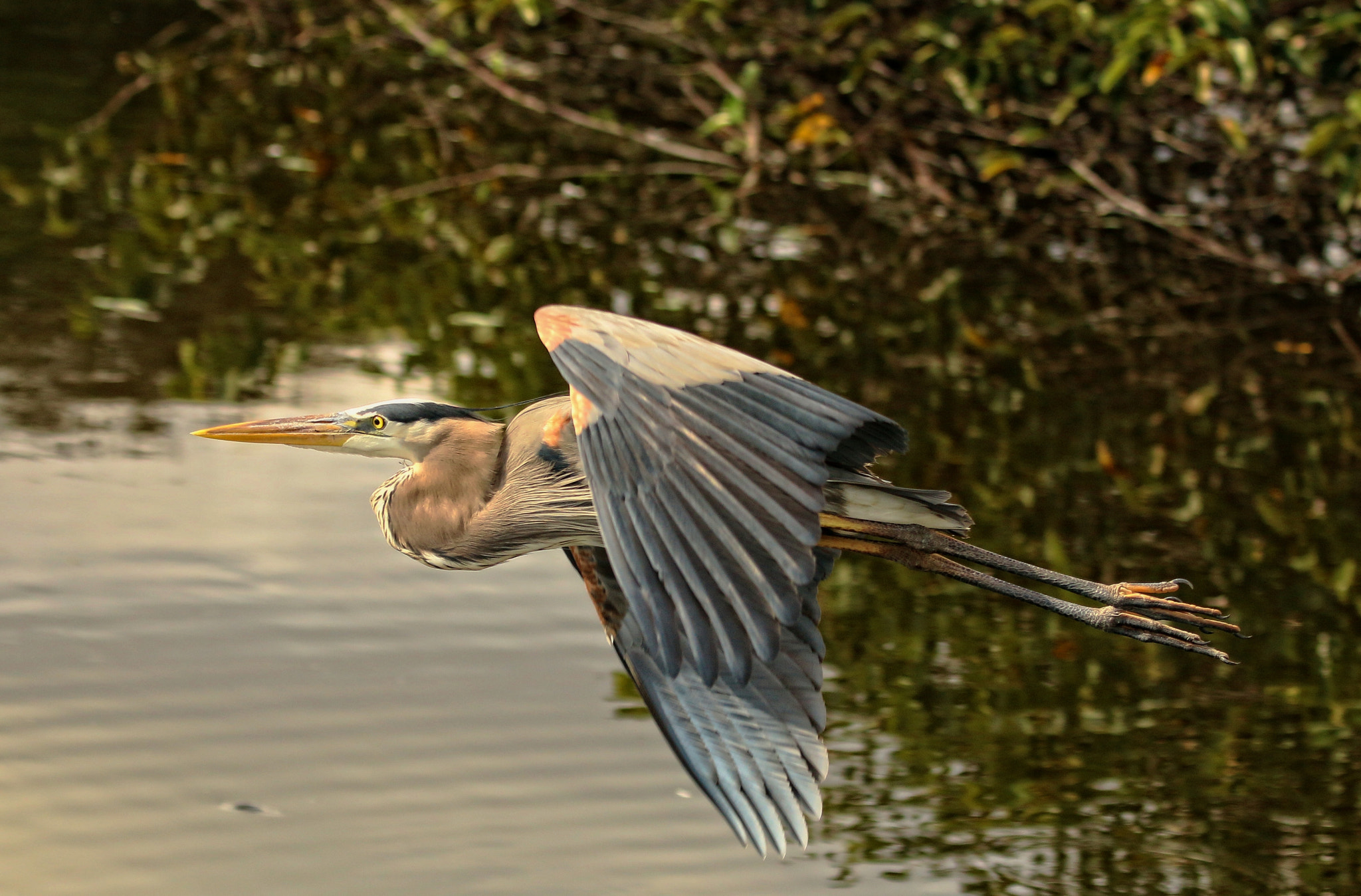 Canon EOS 70D + Canon EF 100-400mm F4.5-5.6L IS USM sample photo. Gbh flyby photography