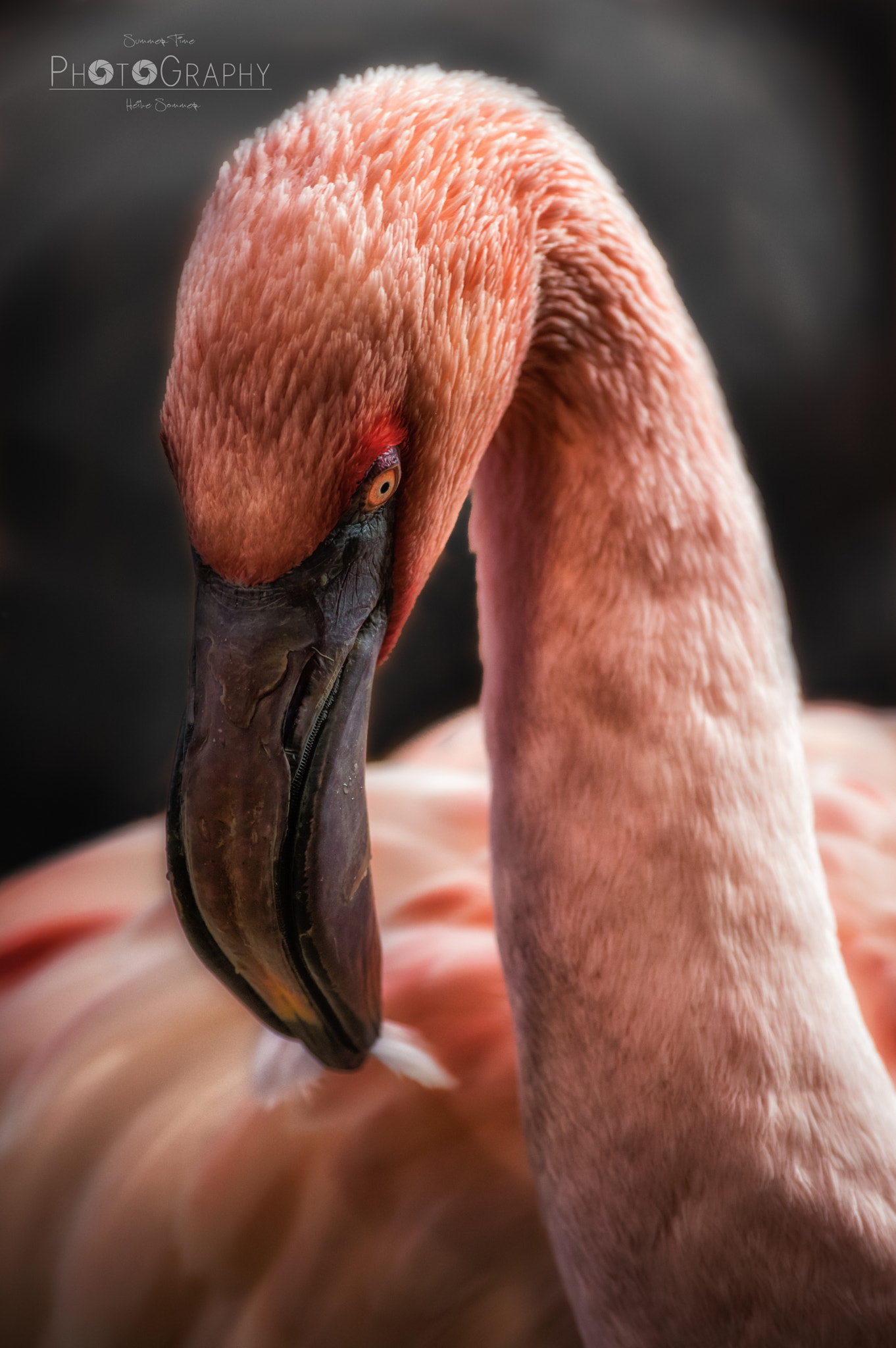 Pentax smc DA* 300mm F4.0 ED (IF) SDM sample photo. Dream in pink photography