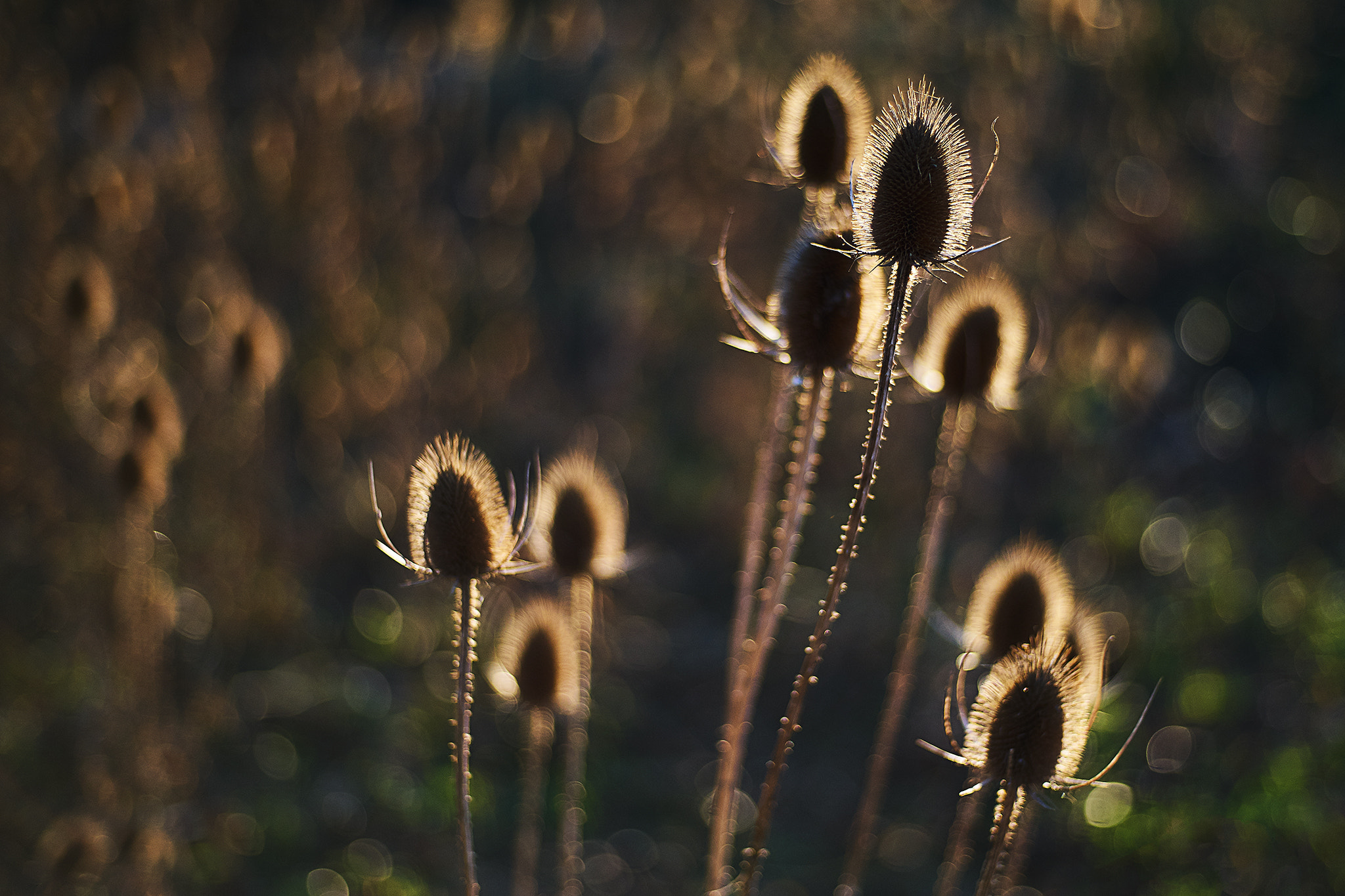 DT 40mm F2.8 SAM sample photo. Winterliche disteln photography