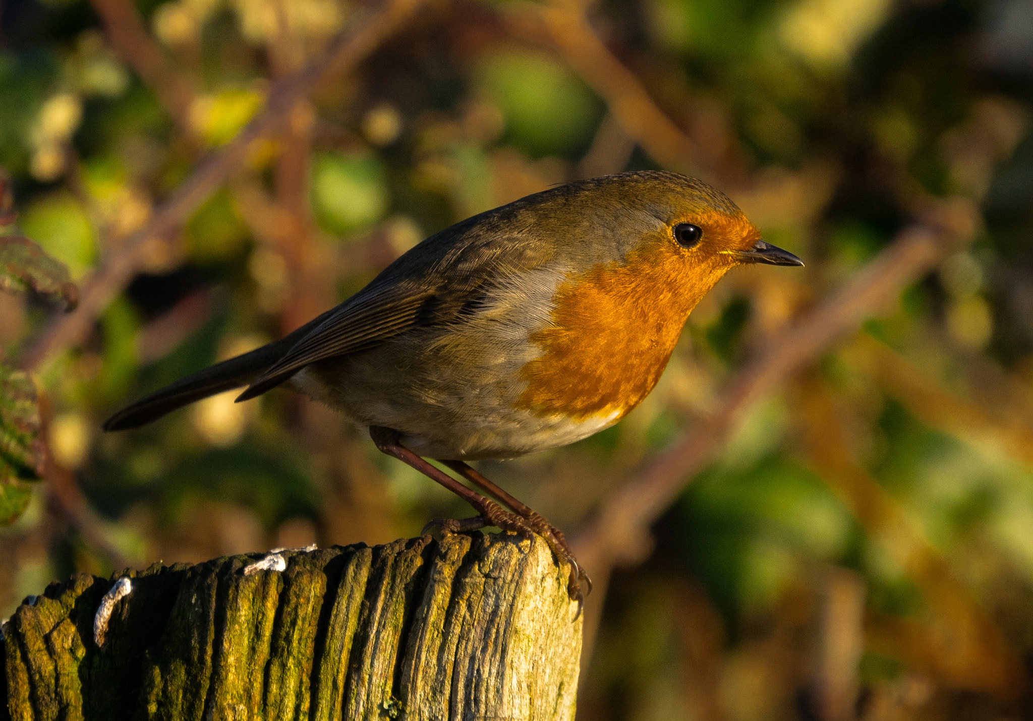 Panasonic Lumix DMC-GM1 sample photo. Seasonal robin photography
