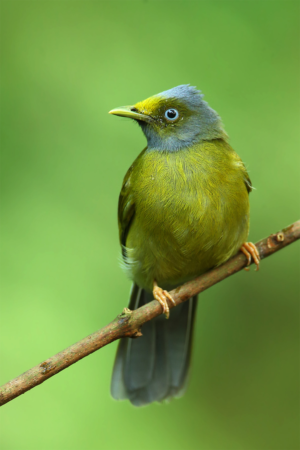 Canon EOS-1D X + Canon EF 600mm F4L IS USM sample photo. Grey headed bul bul photography