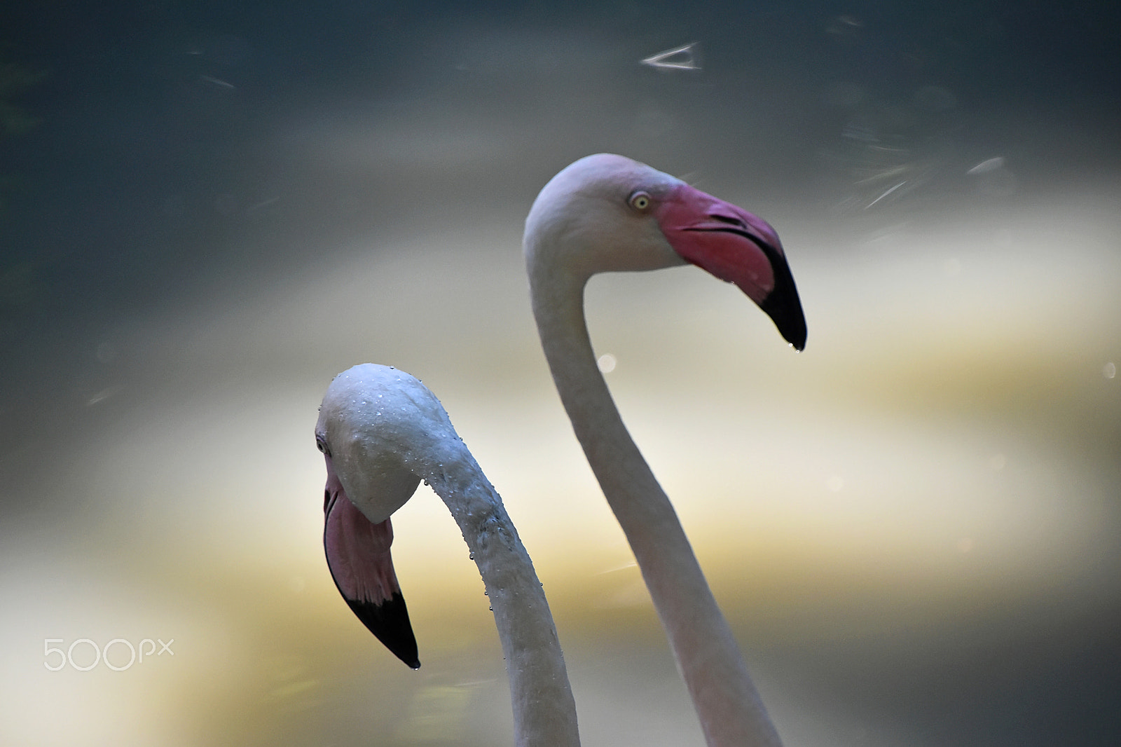 Nikon D5500 + Nikon AF-S DX Nikkor 18-300mm F3.5-6.3G ED VR sample photo. Two flamingo birds over water photography