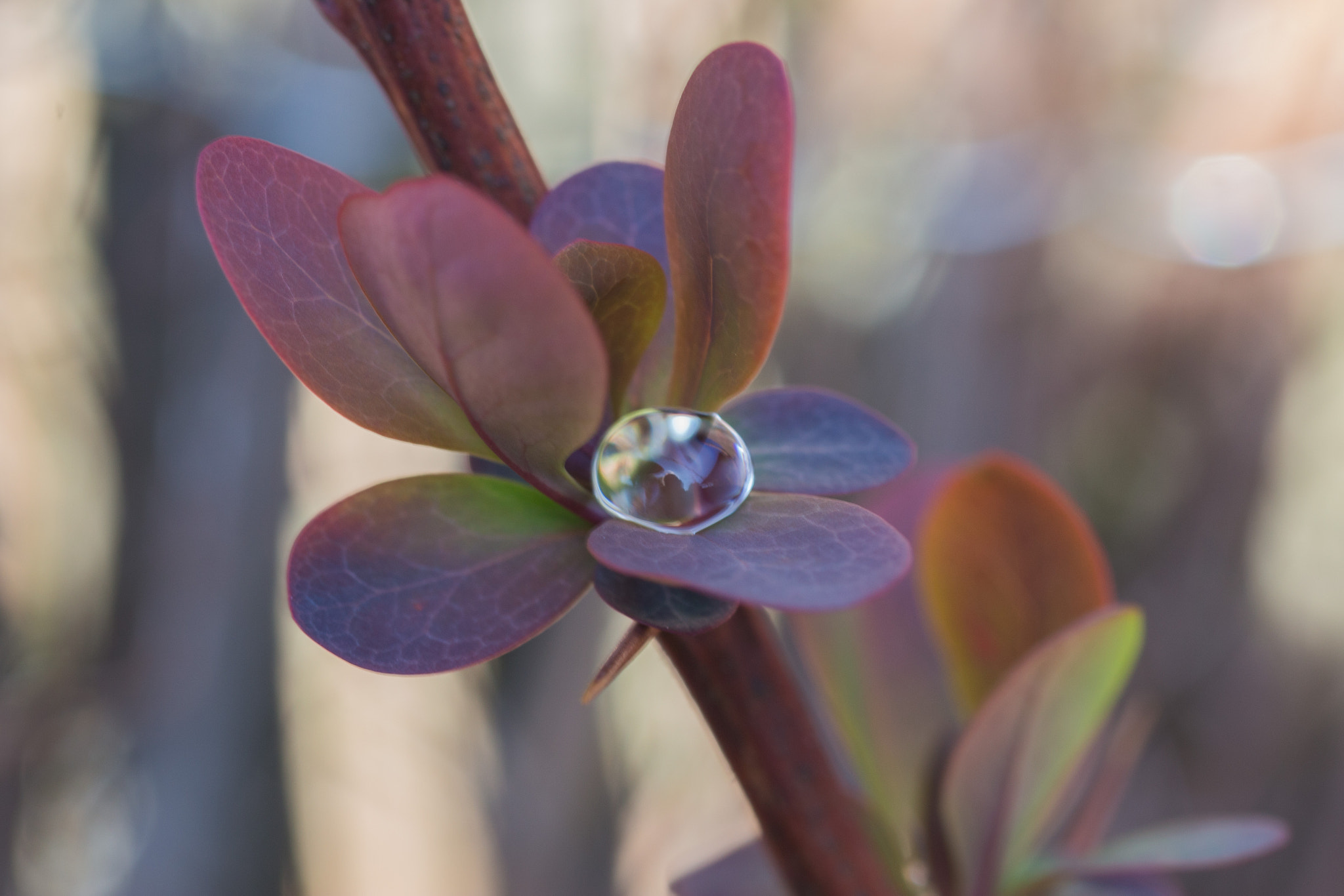 Sigma 105mm F2.8 EX DG OS HSM sample photo. Perle.jpg photography