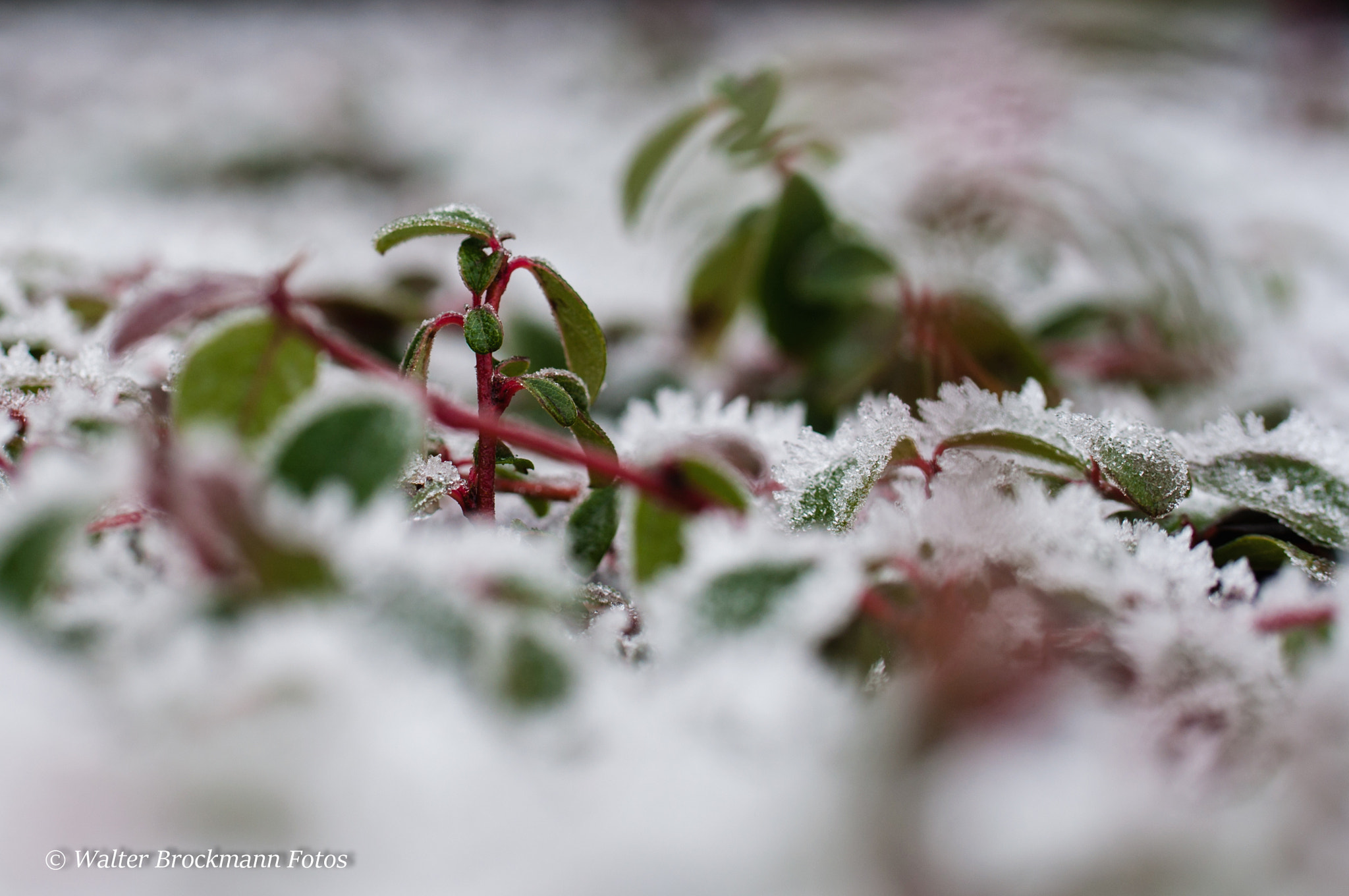Nikon D5000 sample photo. Frozen/winter photography