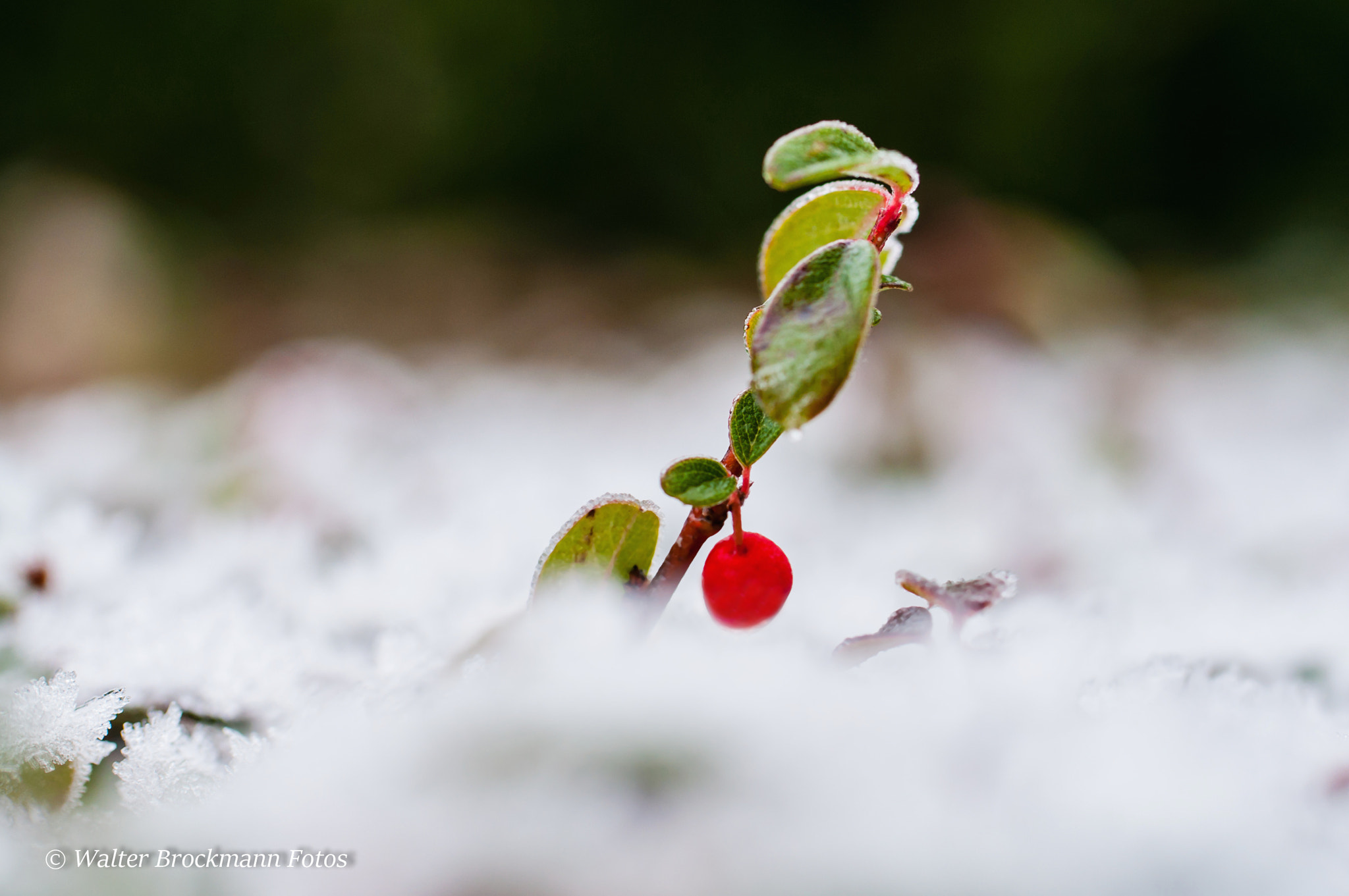 Nikon D5000 sample photo. Frozen/winter photography
