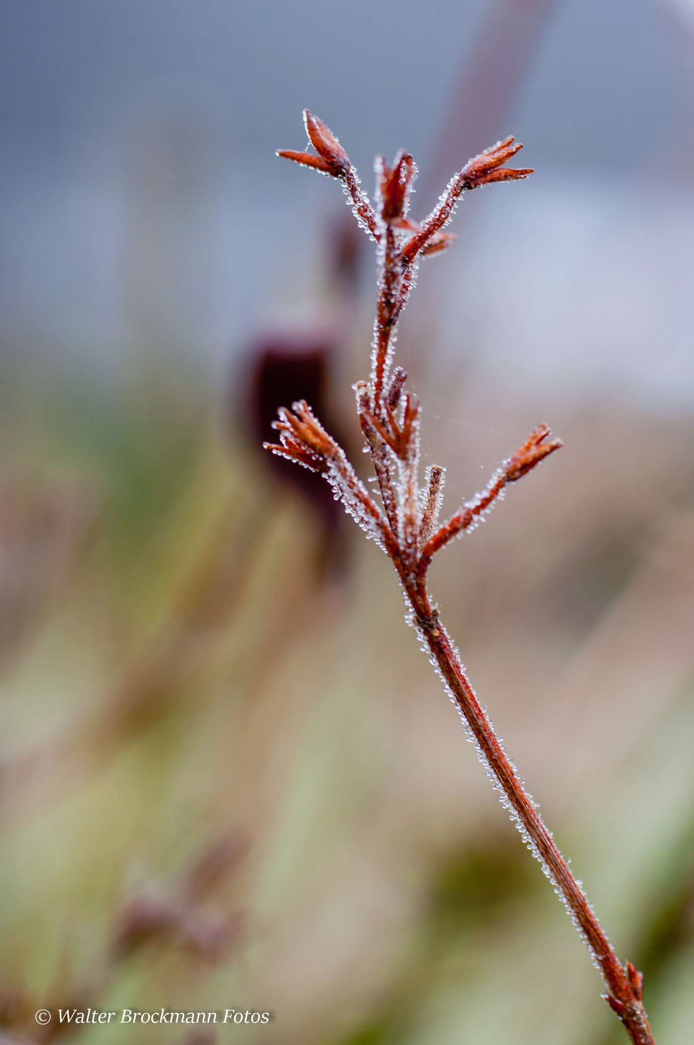 Nikon D5000 sample photo. Frozen/winter photography