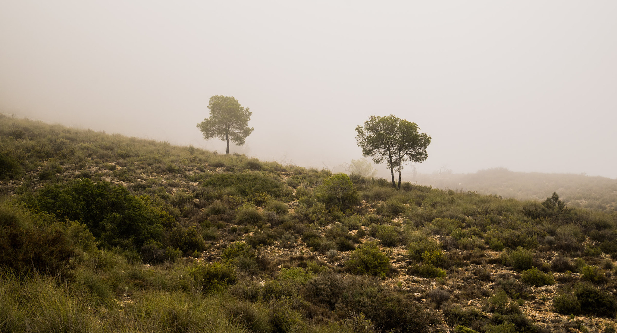 Panasonic Lumix DMC-GM1 sample photo. Fog in spain photography