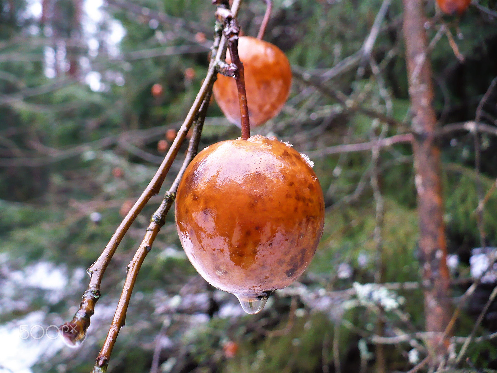 Panasonic DMC-LZ7 sample photo. Forestry apple photography