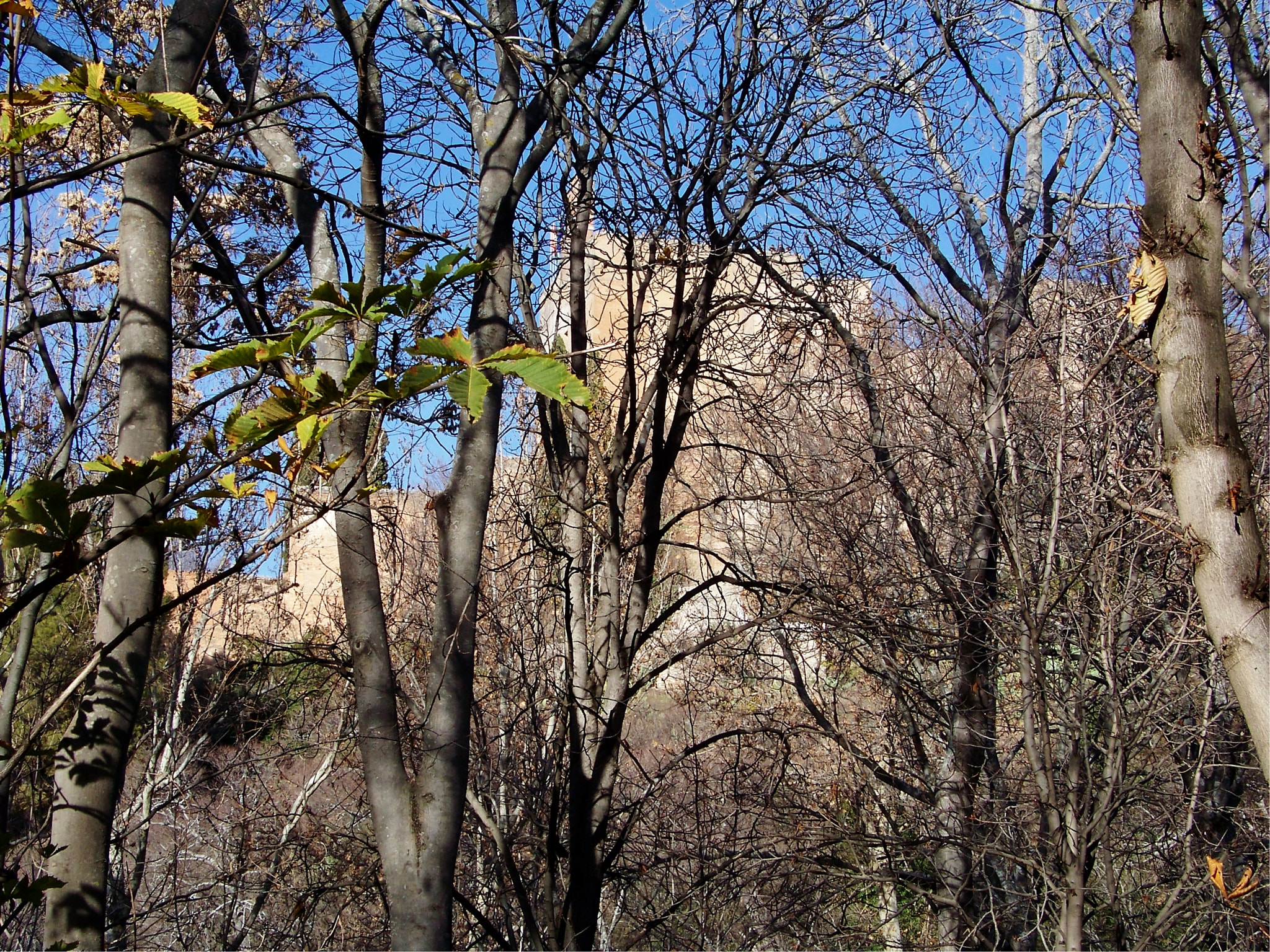 Kodak Z812 IS ZOOM DIGITAL CAMERA sample photo. Watch tower through the forest photography