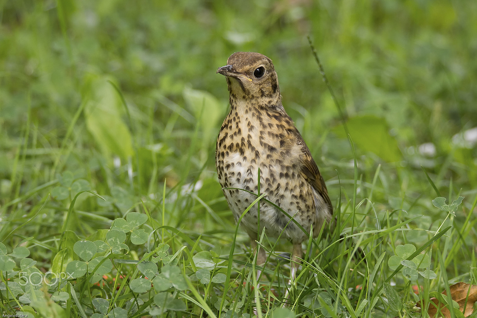 Sigma 150-600mm F5-6.3 DG OS HSM | S sample photo. Tordela photography