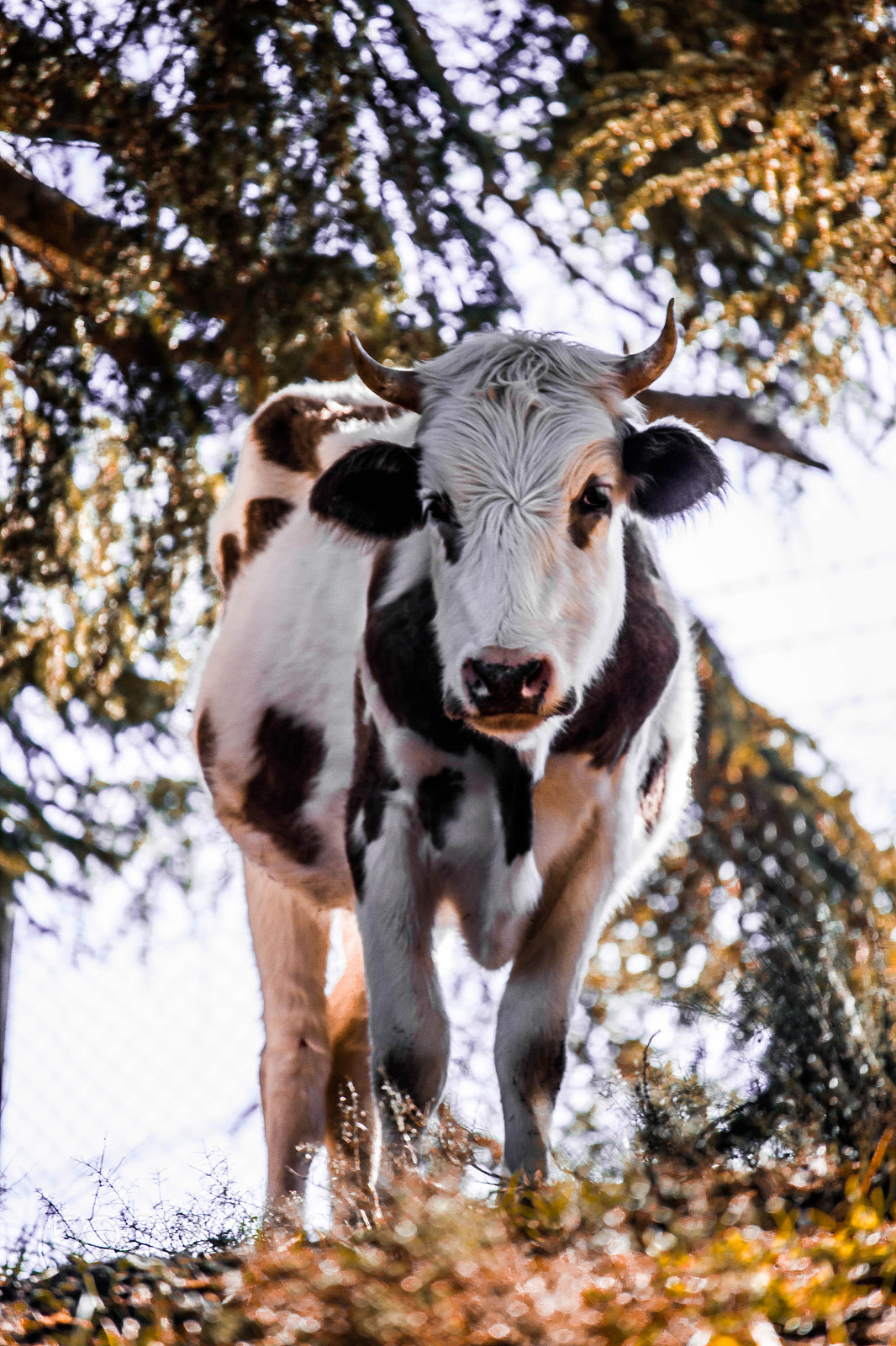 Canon EF-S 55-250mm F4-5.6 IS STM sample photo. A cow photography