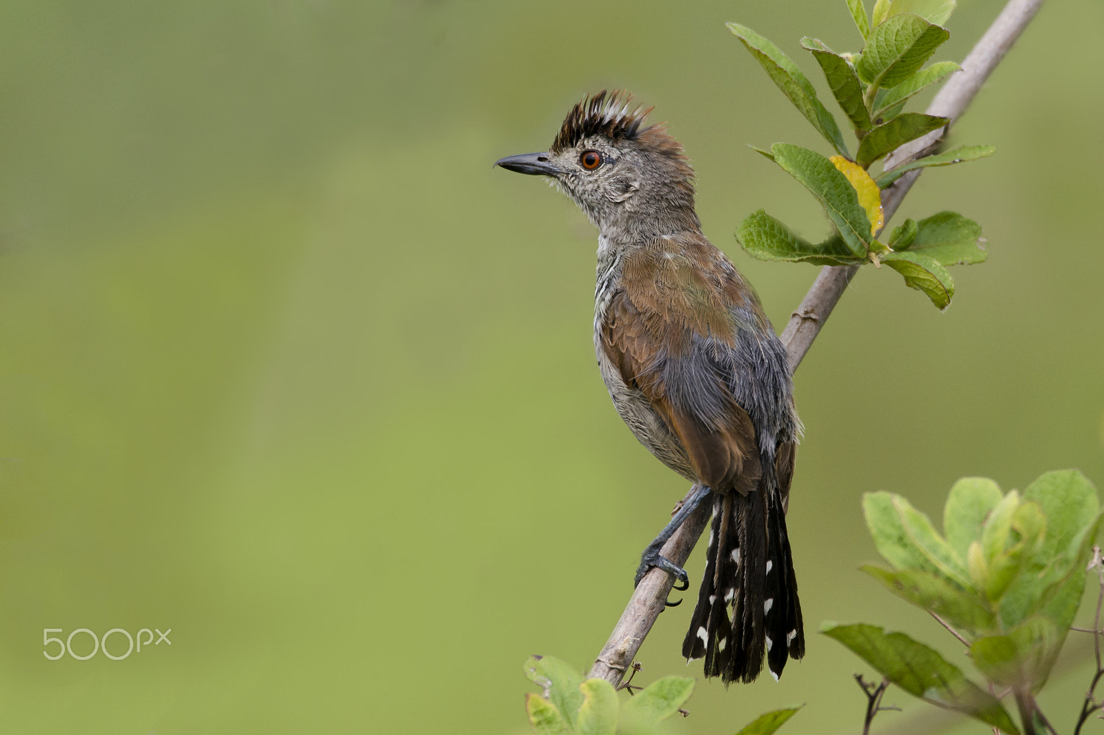 Sigma 150-600mm F5-6.3 DG OS HSM | C sample photo. Rufous-capped antshrike photography