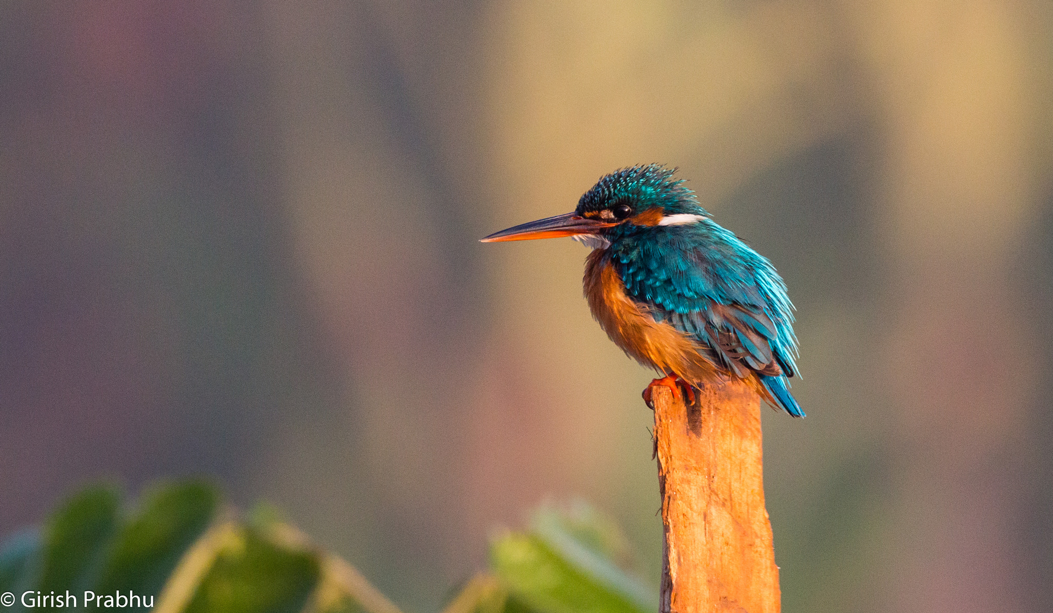 150-600mm F5-6.3 DG OS HSM | Contemporary 015 sample photo. Kingfisher! photography