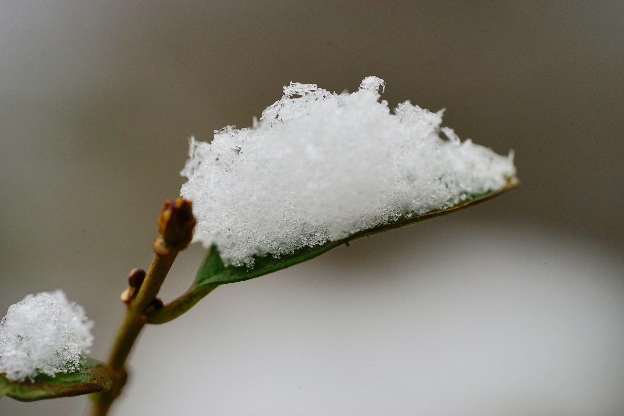 Sony a7 II + Sony FE 90mm F2.8 Macro G OSS sample photo. 未融之前 photography