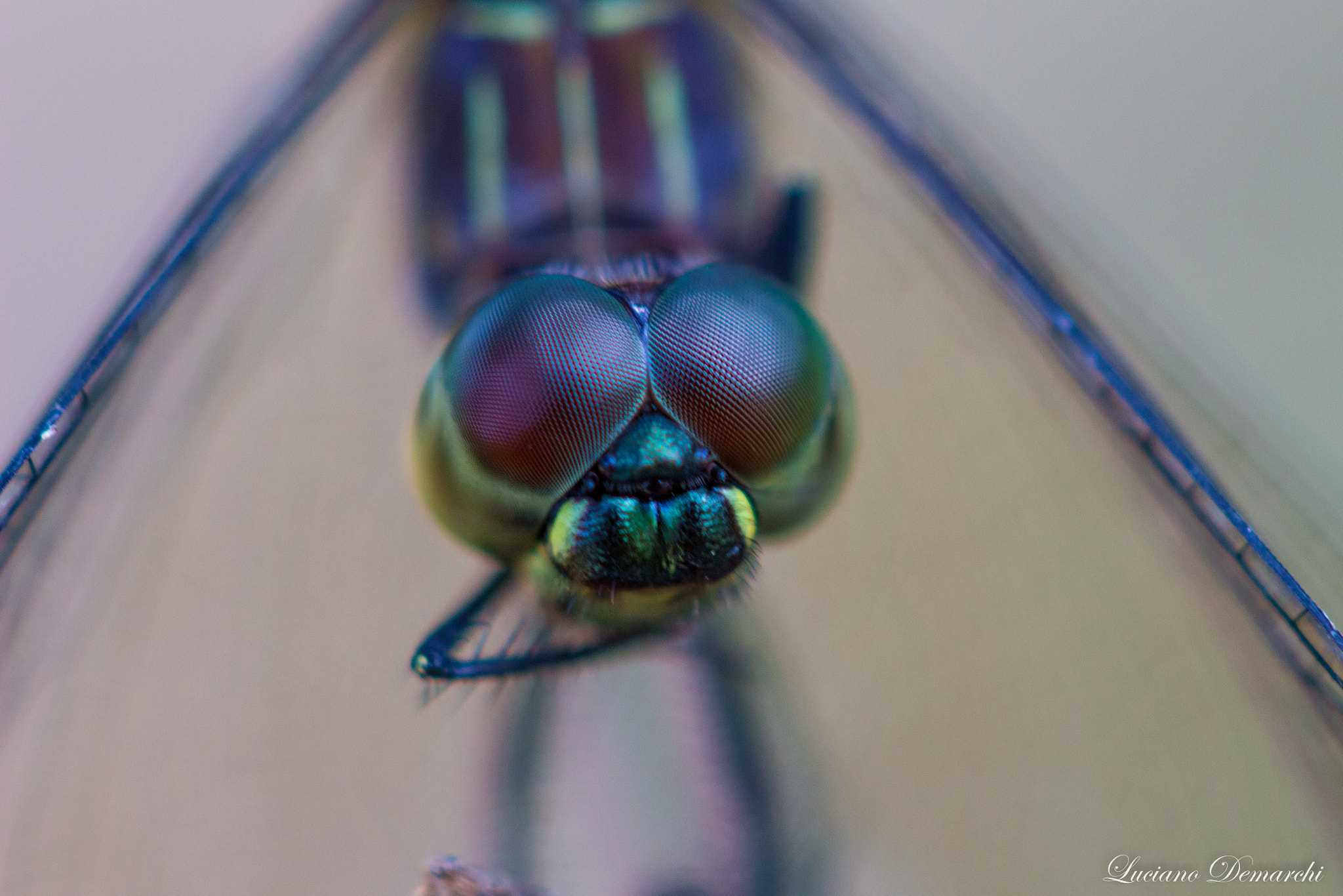 Canon EF 100mm F2.8 Macro USM sample photo. Foco no olho photography
