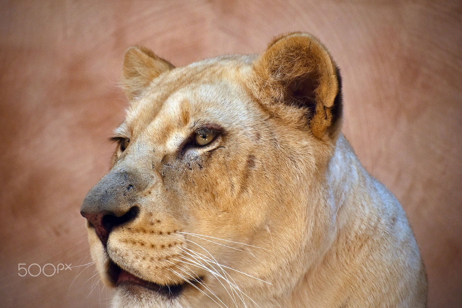 Nikon D5500 + Nikon AF-S DX Nikkor 18-300mm F3.5-6.3G ED VR sample photo. African lioness close up portrait photography