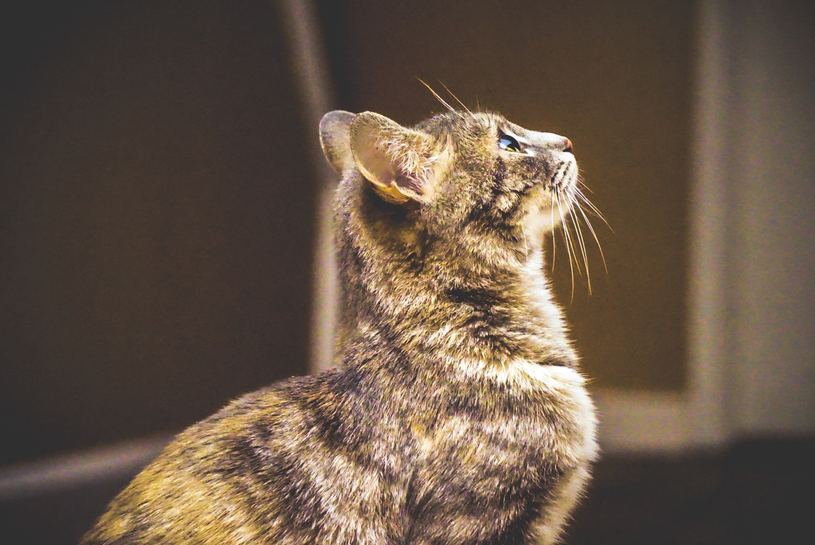 Sony a5100 sample photo. Majestic kitty photography