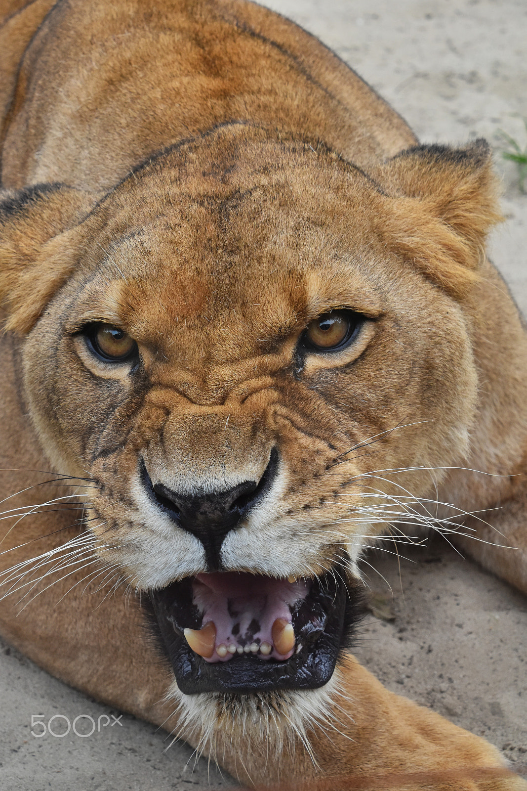 Nikon D5500 + Nikon AF-S DX Nikkor 18-300mm F3.5-6.3G ED VR sample photo. Angry african lioness close up portrait photography
